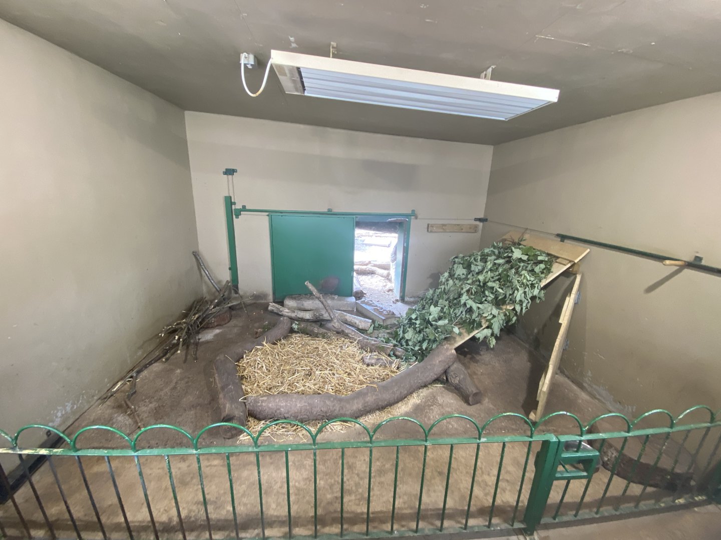Indoor Cape porcupine enclosure