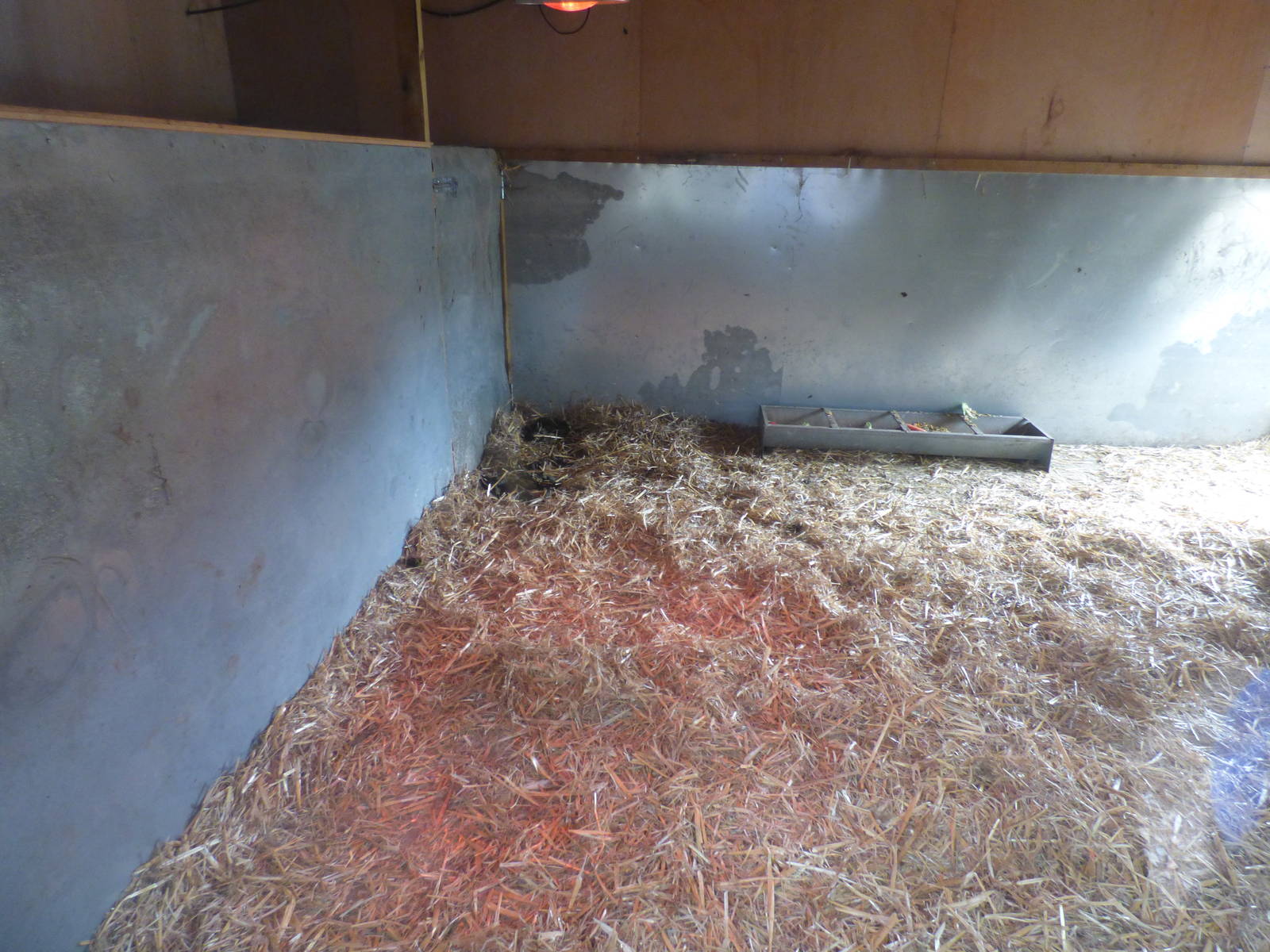 Indoor Capybara Enclosure