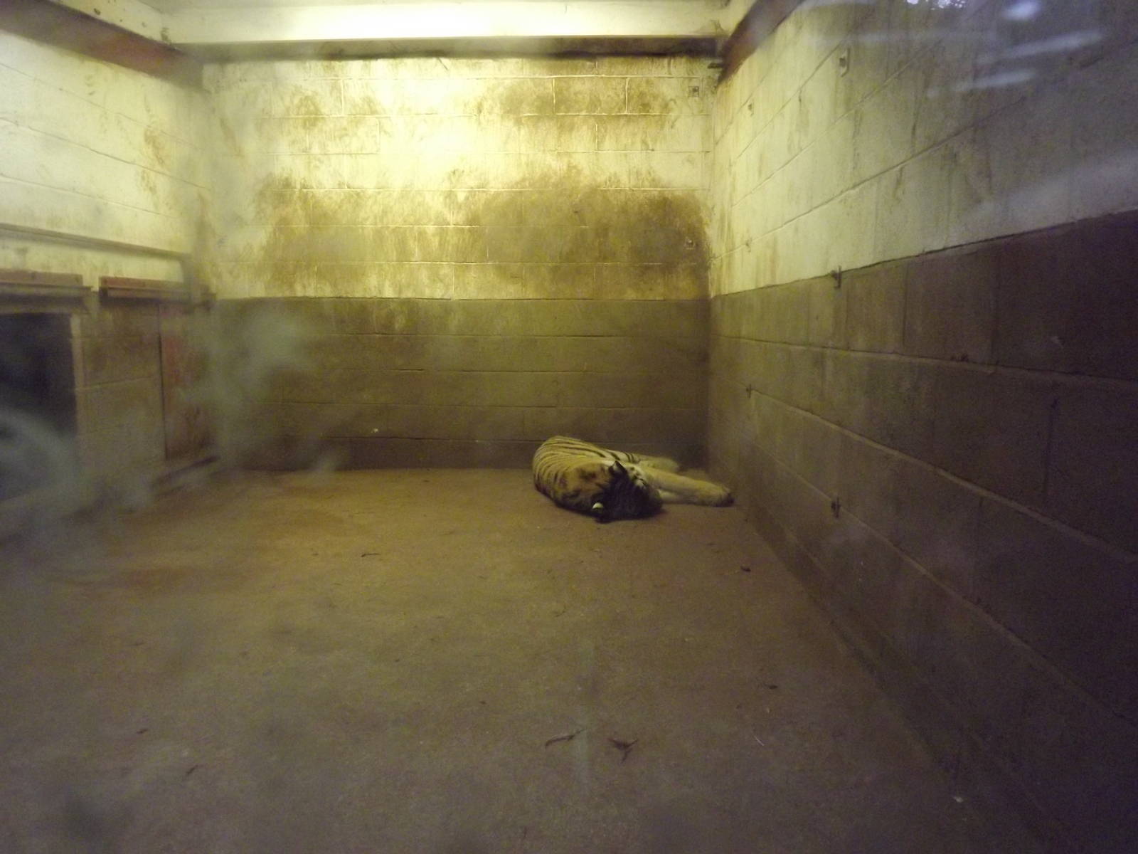 Indoor cat area at South Lakes WAP 26/11/11