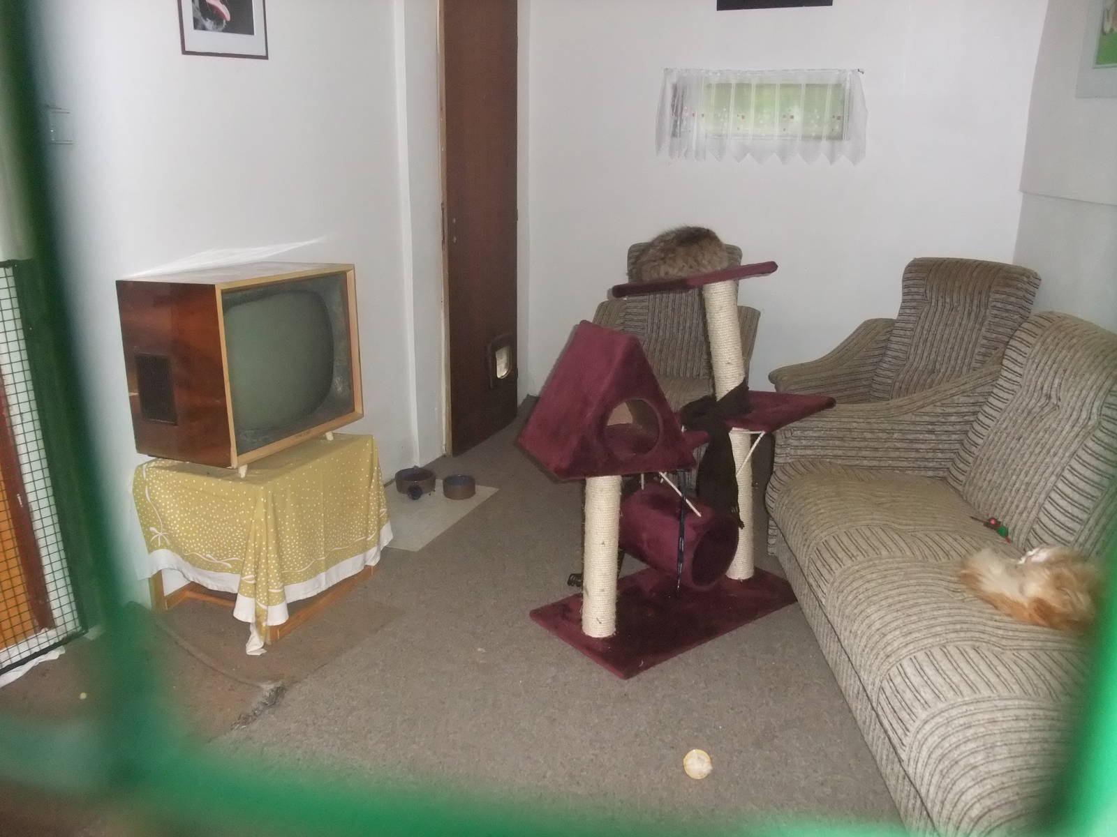 Indoor Cat exhibit at Vyskov, 30/05/10