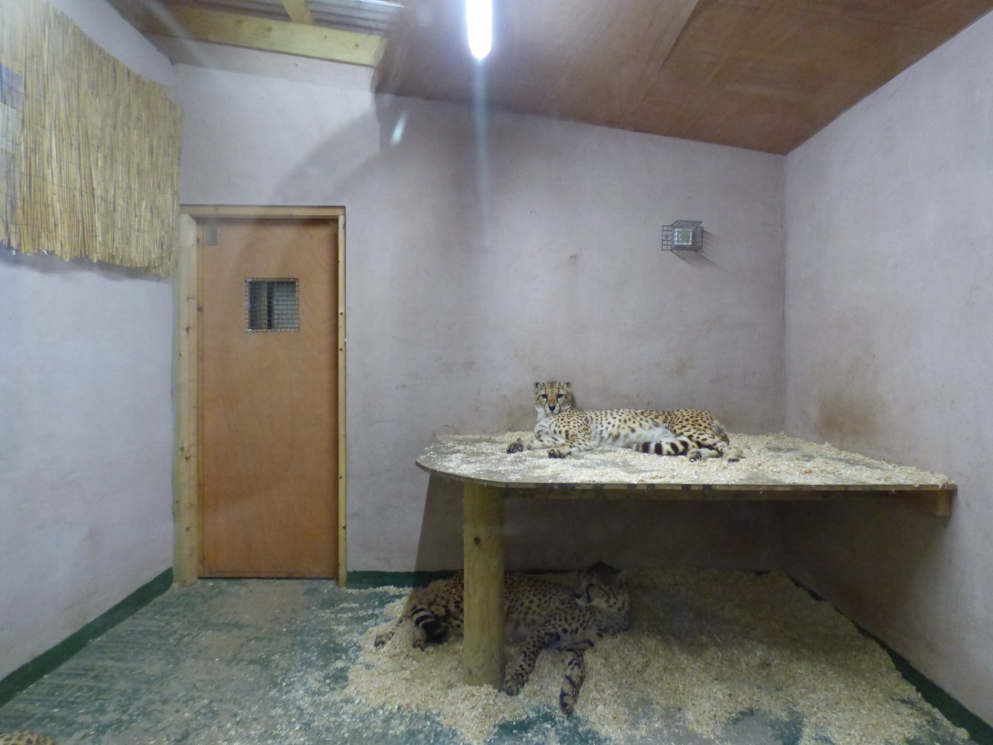 Indoor Cheetah Exhibit