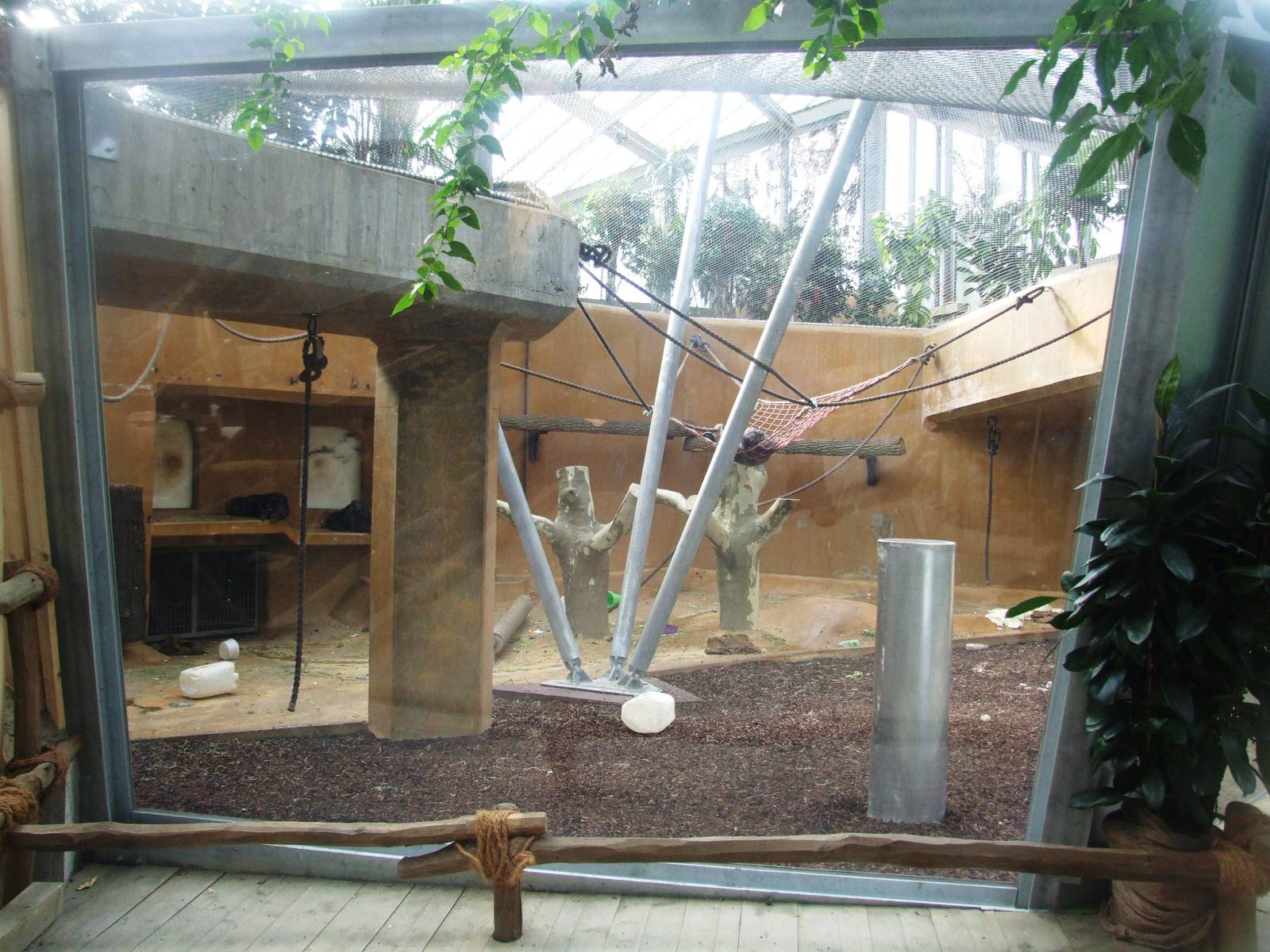 Indoor Chimp Enclosure at Hannover, 23/03/13