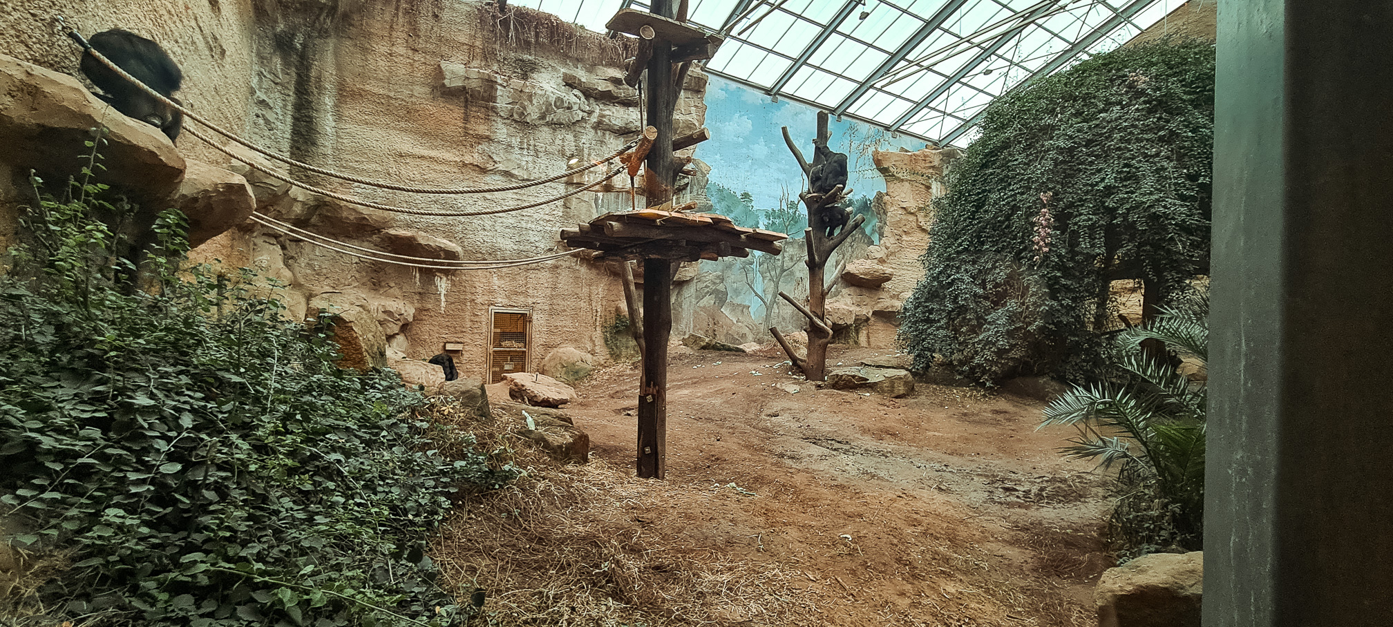 Indoor chimp enclosure with new climbing structures