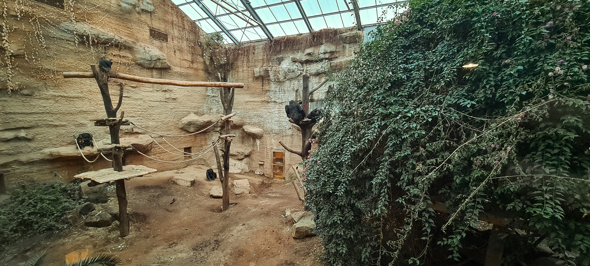 Indoor chimp enclosure with new climbing structures