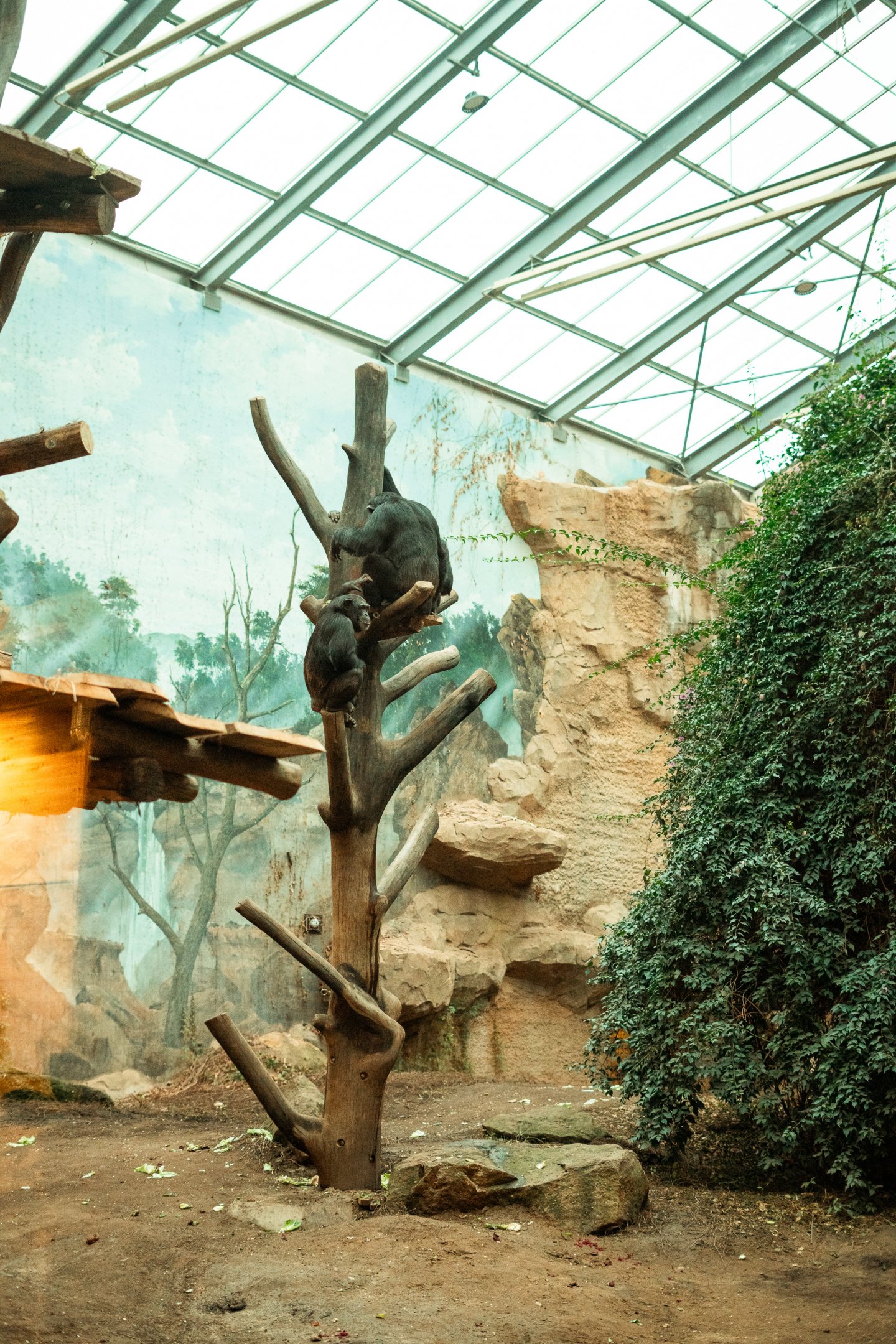 Indoor chimp enclosure with new climbing structures