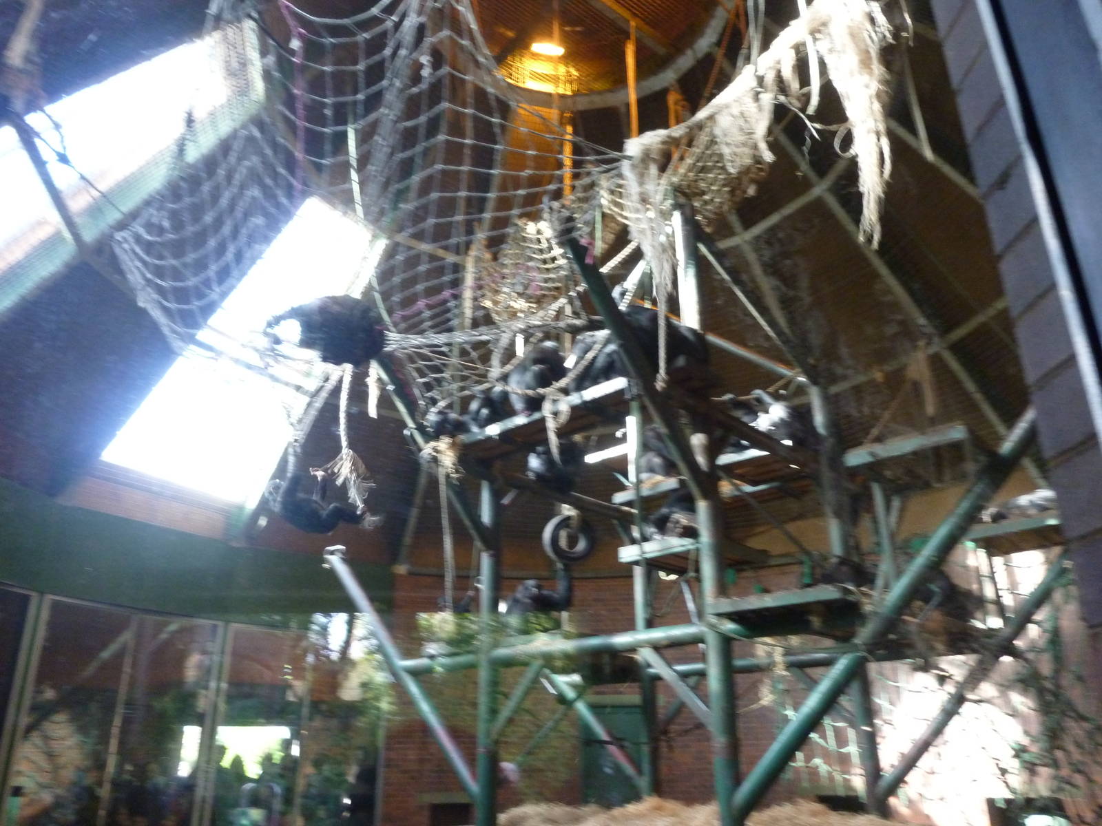 Indoor chimp enclosure