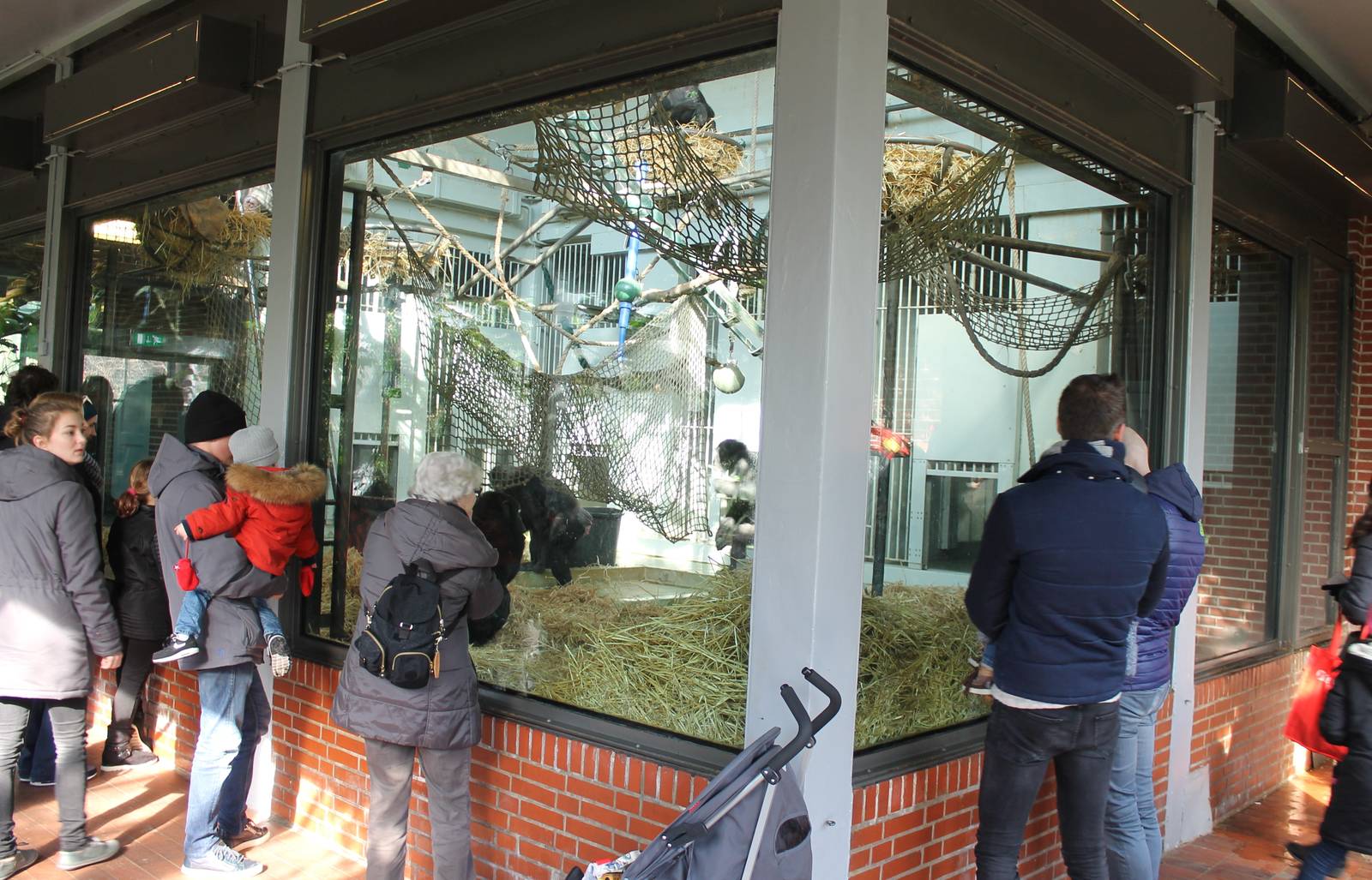 Indoor chimp enclosure