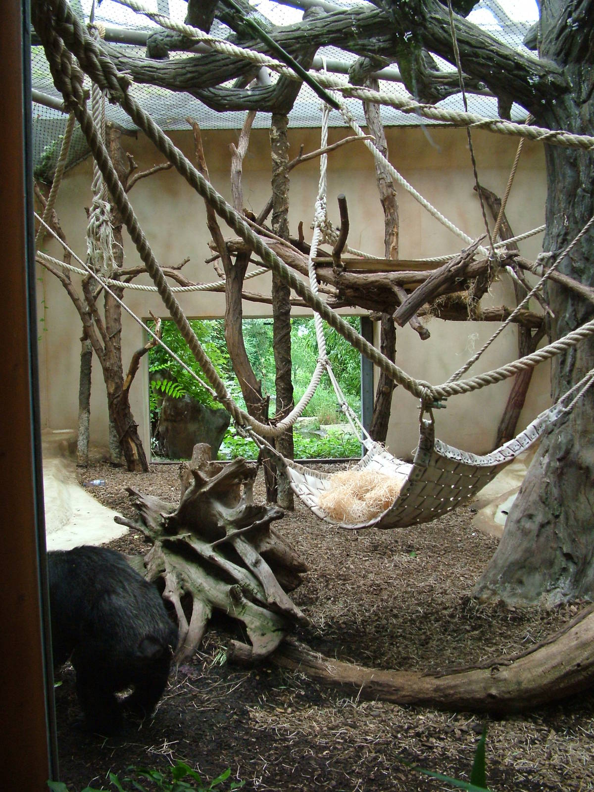 Indoor Chimp Exhibit at Halle, 04/09/11