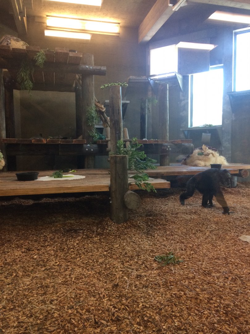 Indoor chimp room