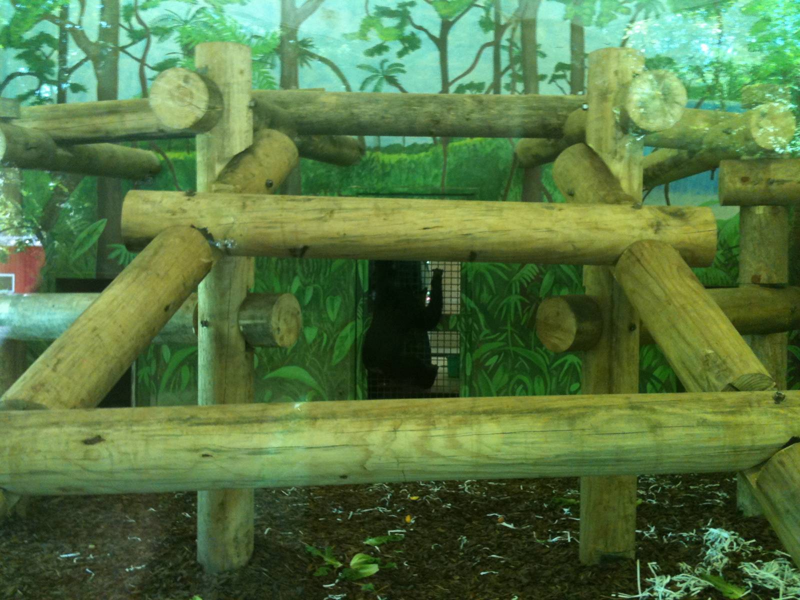 Indoor Chimp Viewing