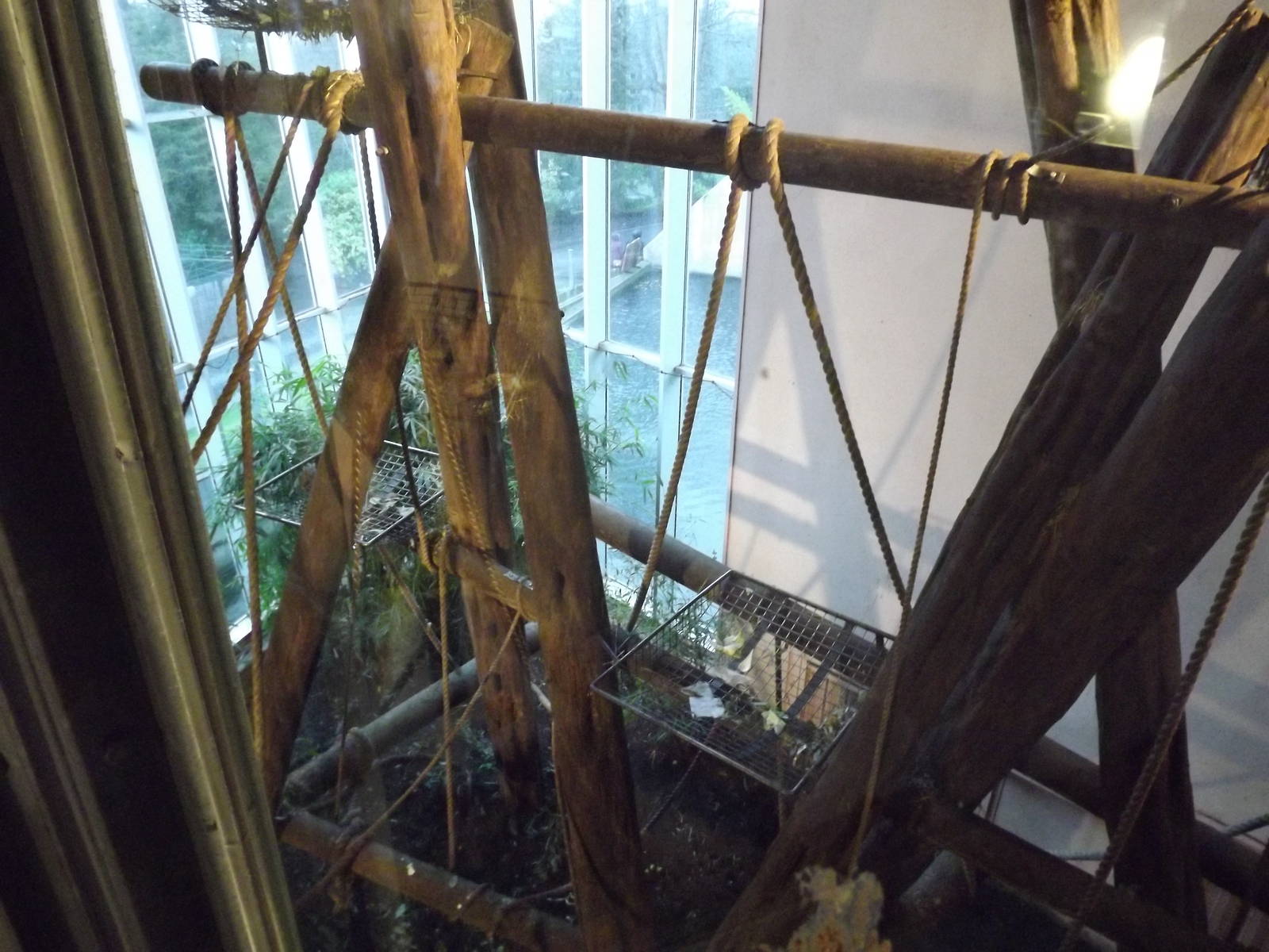 Indoor chimpanzee enclosure at Edinburgh Zoo 28/12/11