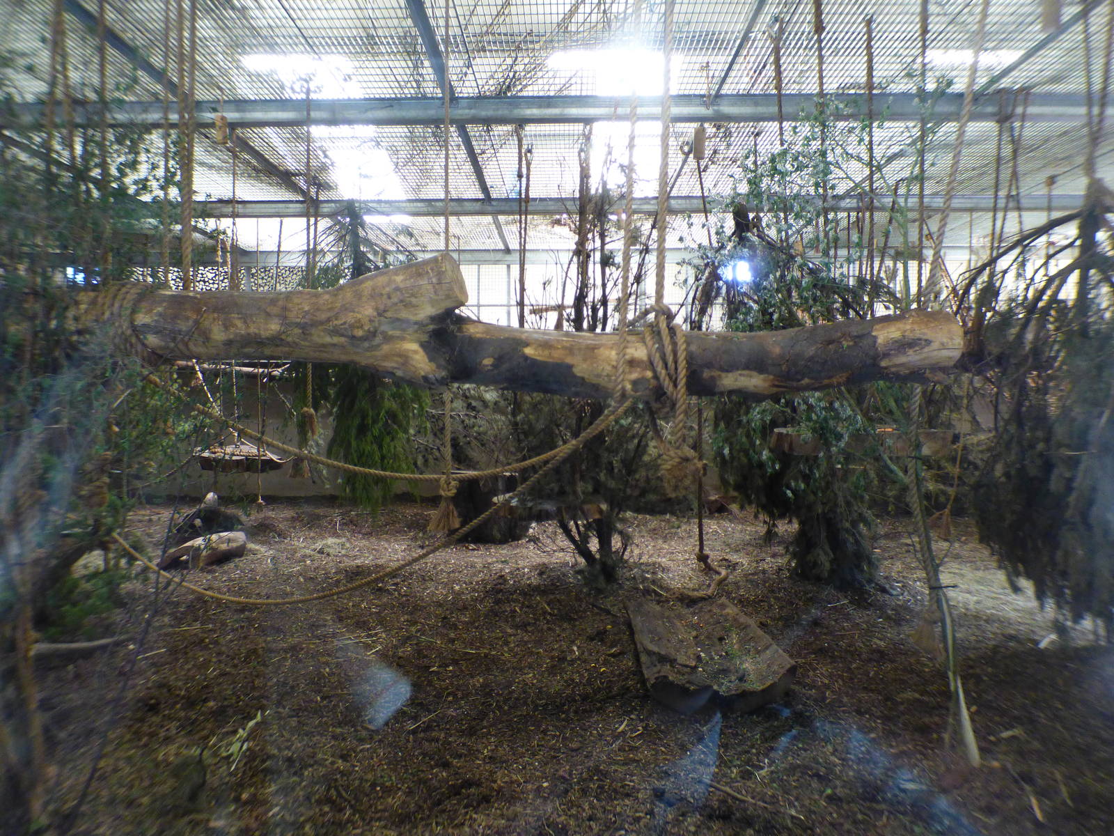 Indoor Chimpanzee Enclosure