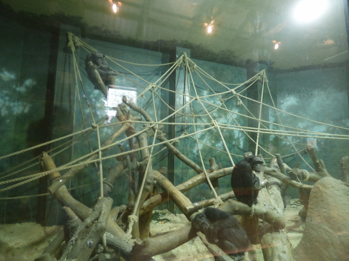 Indoor Chimpanzee Enclosure