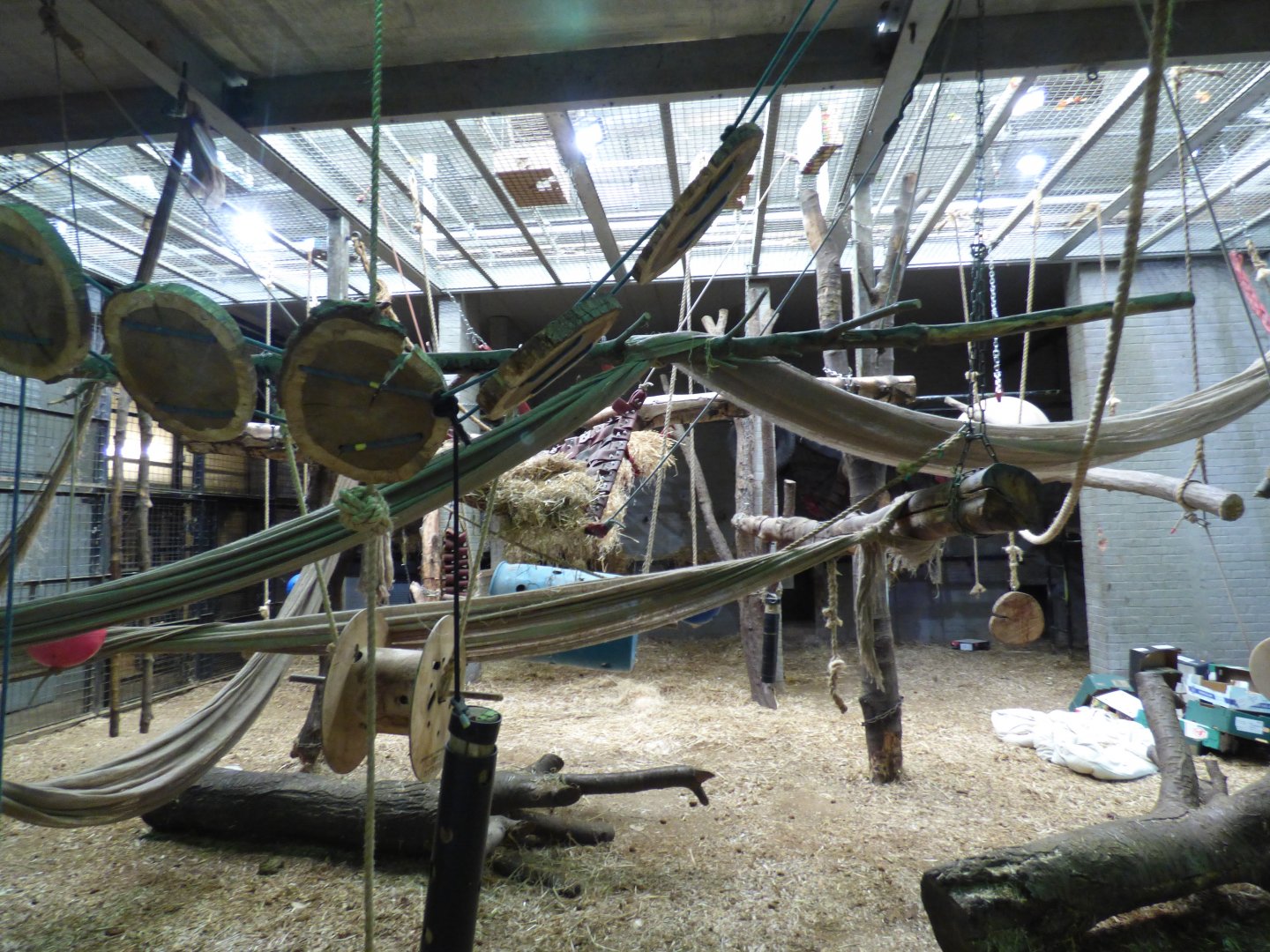 Indoor Chimpanzee Enclosure