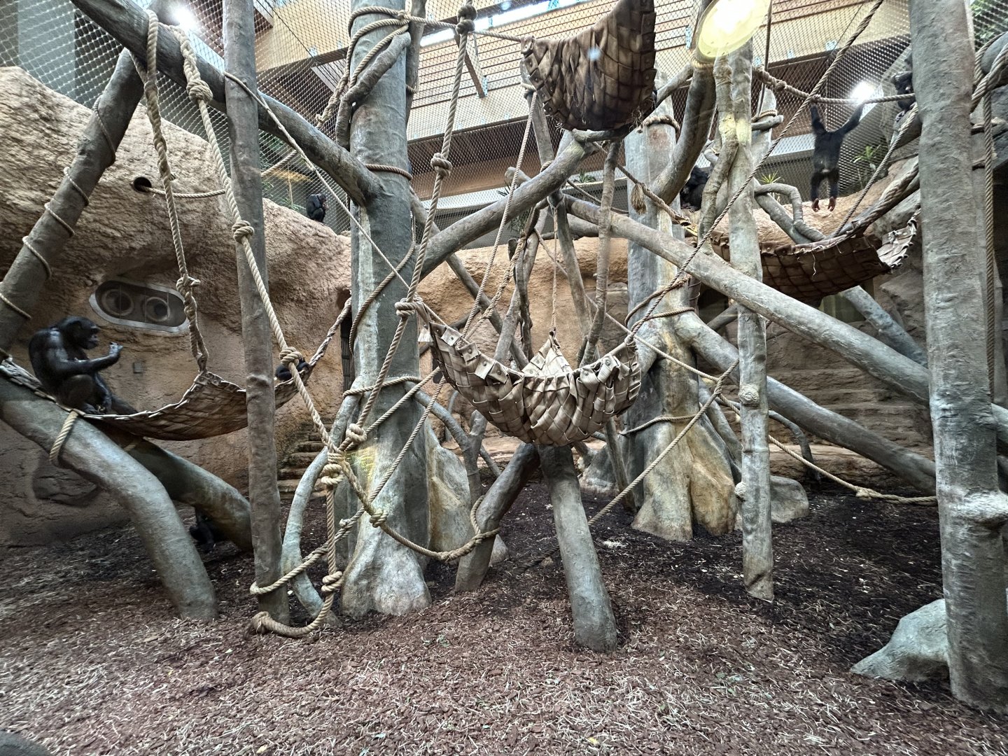 Indoor Chimpanzee Exhibit - House of Evolution