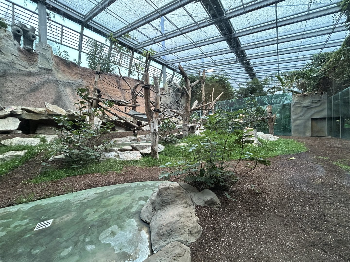 Indoor Chimpanzee Exhibit - Jungle House