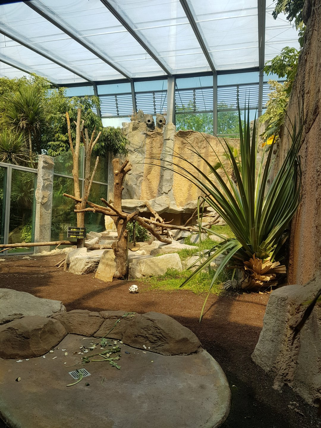 Indoor Chimpanzee Exhibit, Jungle Pavilion