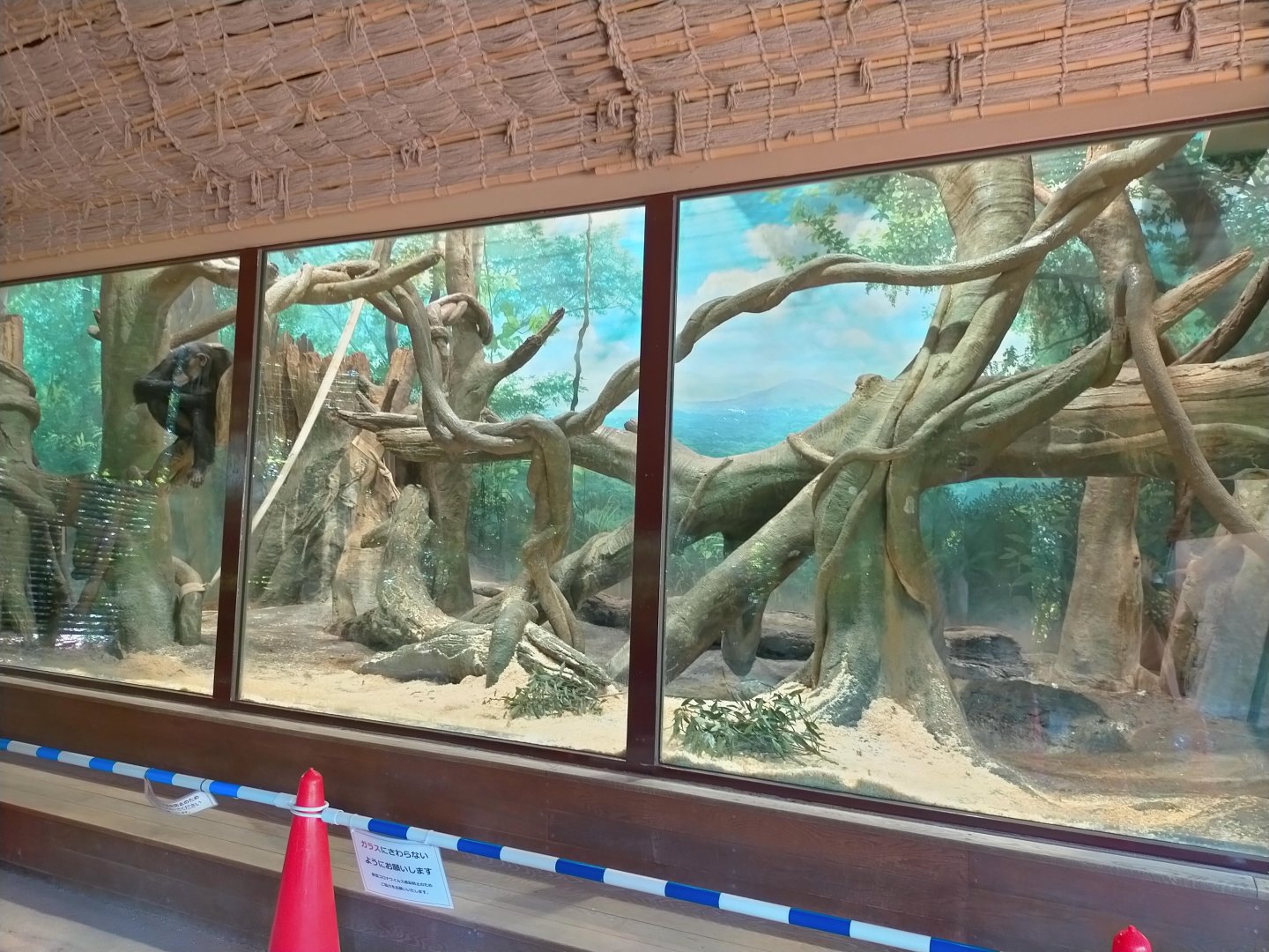 Indoor chimpanzee exhibit