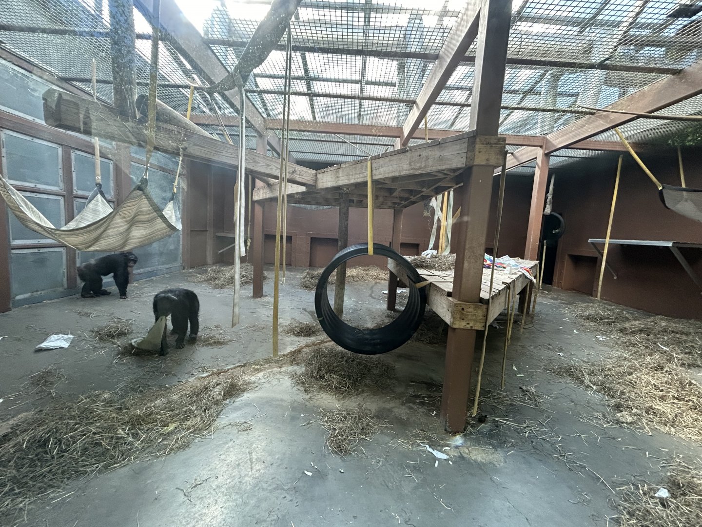 Indoor Chimpanzee Exhibit