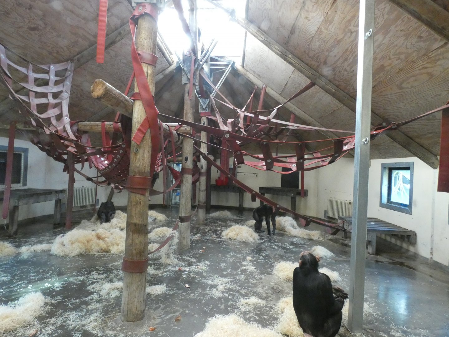 Indoor Chimpanzee Pavilion