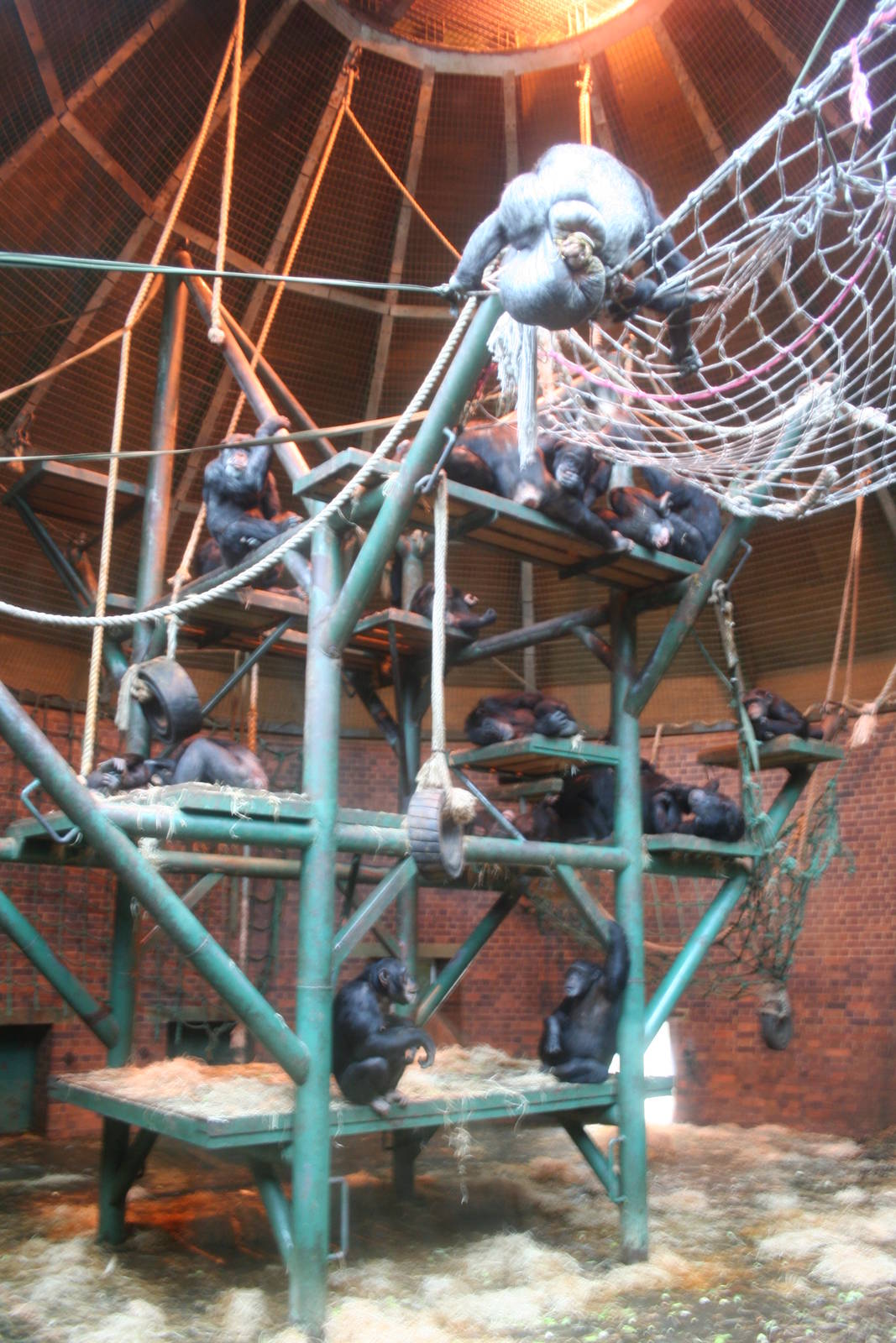 Indoor chimps - Chester 06