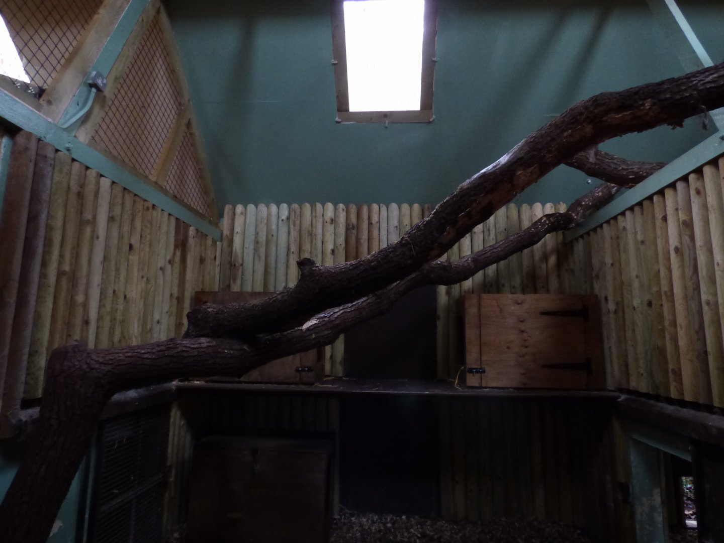 Indoor Clouded Leopard