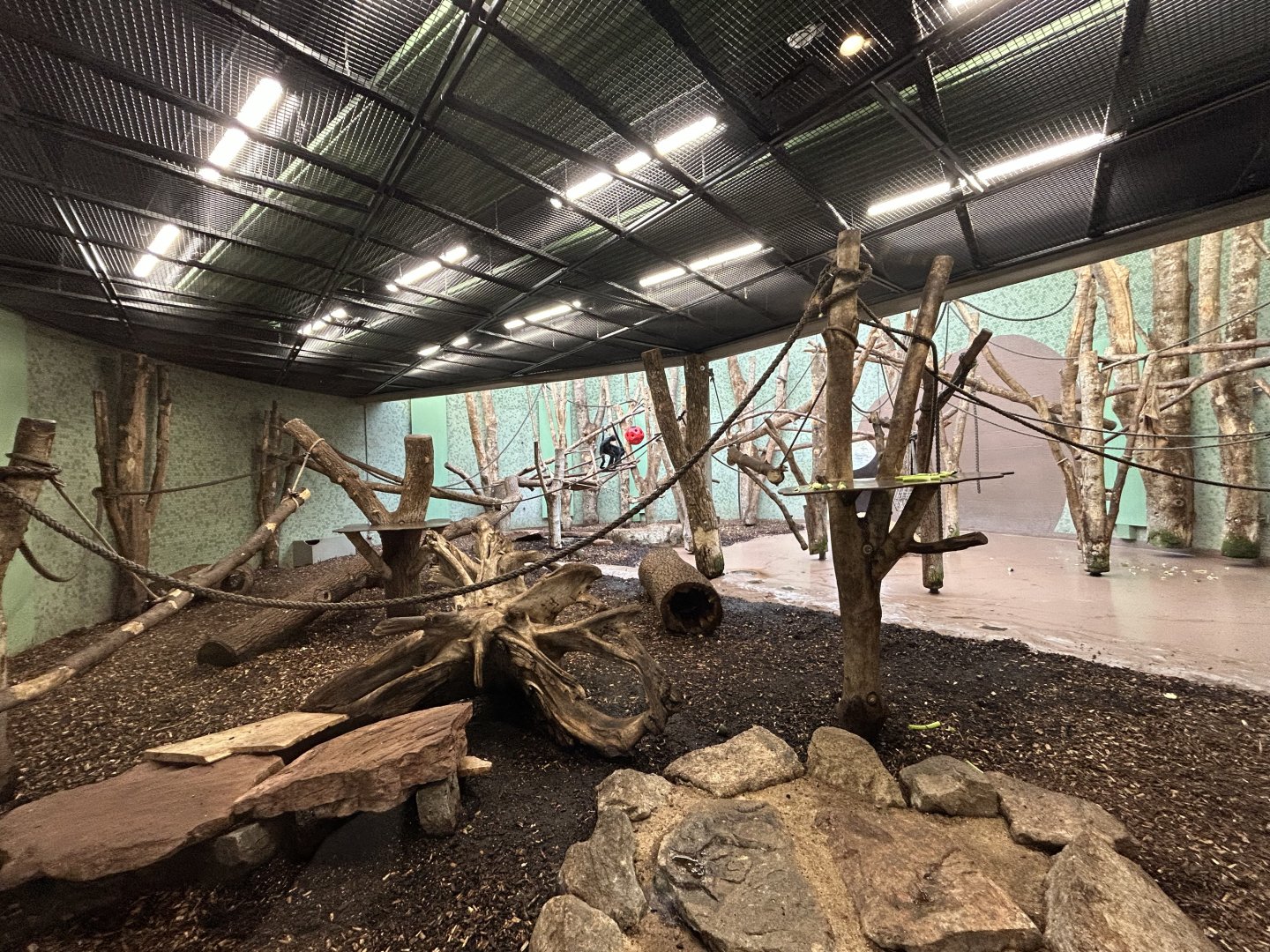 Indoor Columbian Black Spider Monkey Exhibit