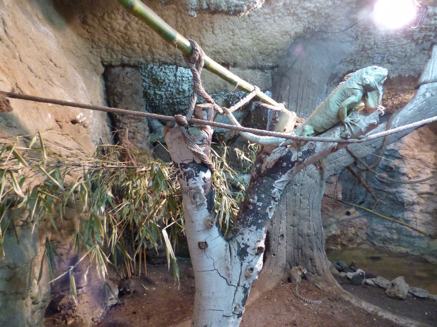 Indoor Common Marmoset and Green Iguana Enclosure