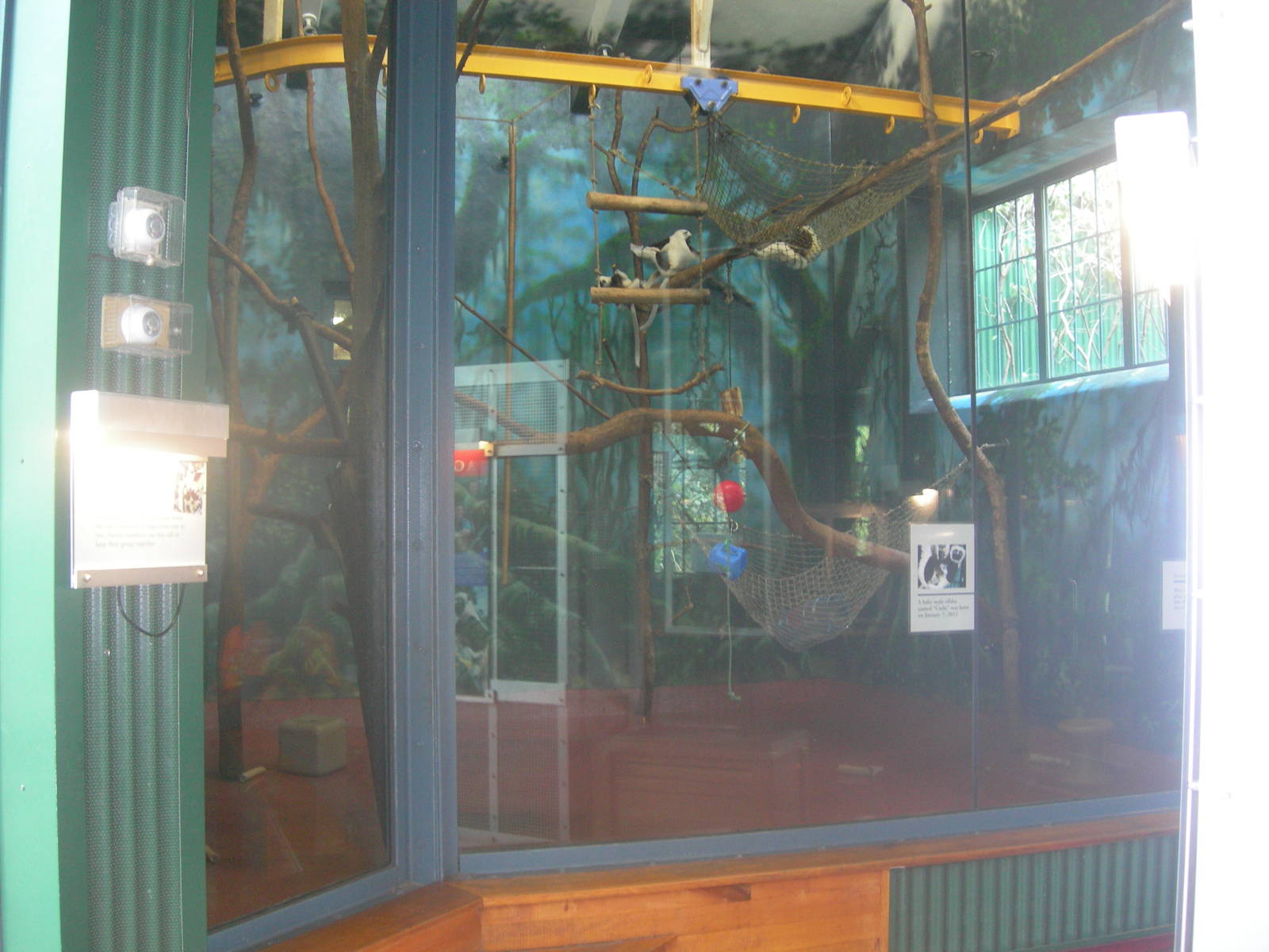 Indoor Coquerel's sifaka Exhibit