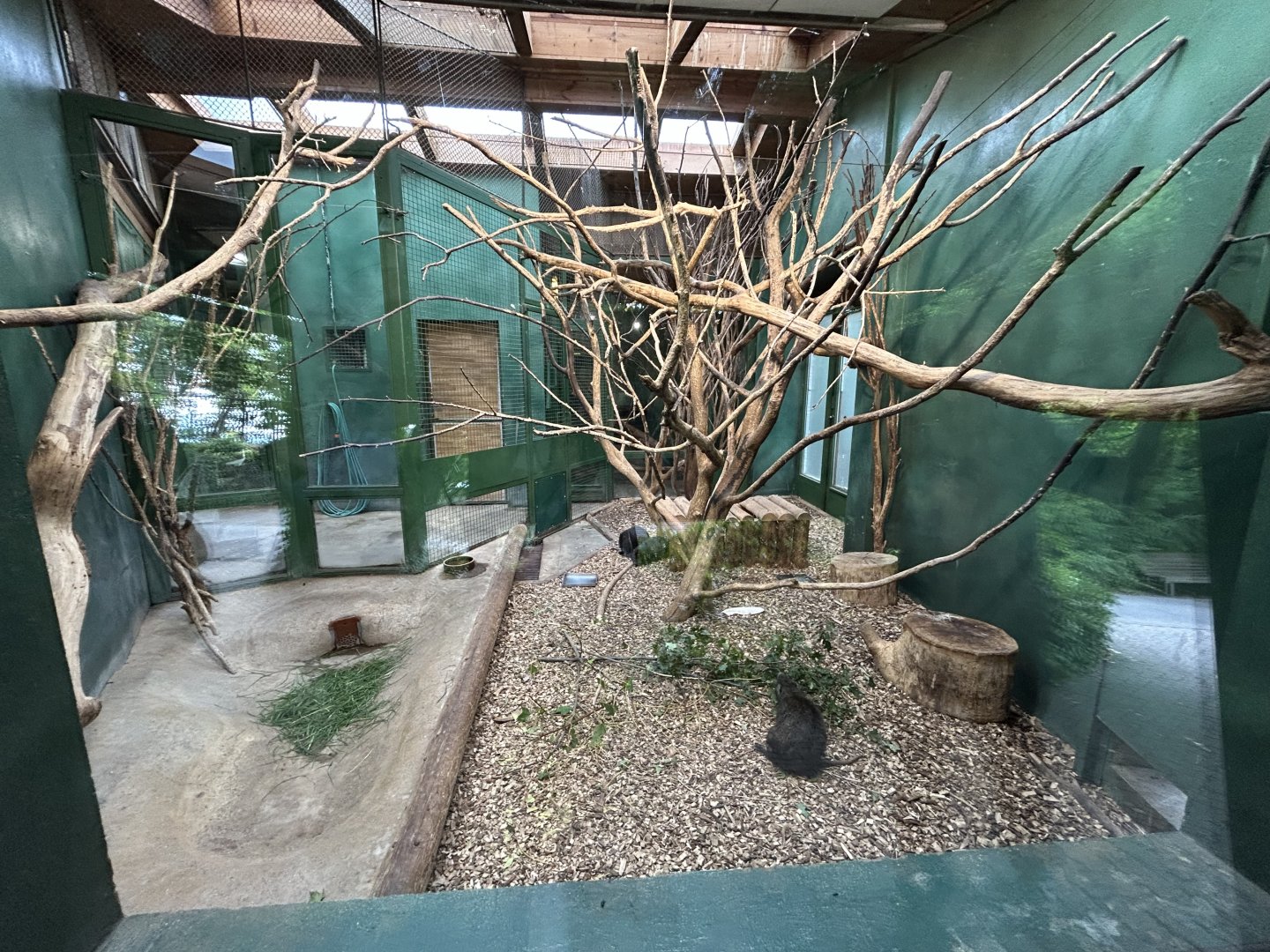 Indoor Cuban Hutia Exhibit