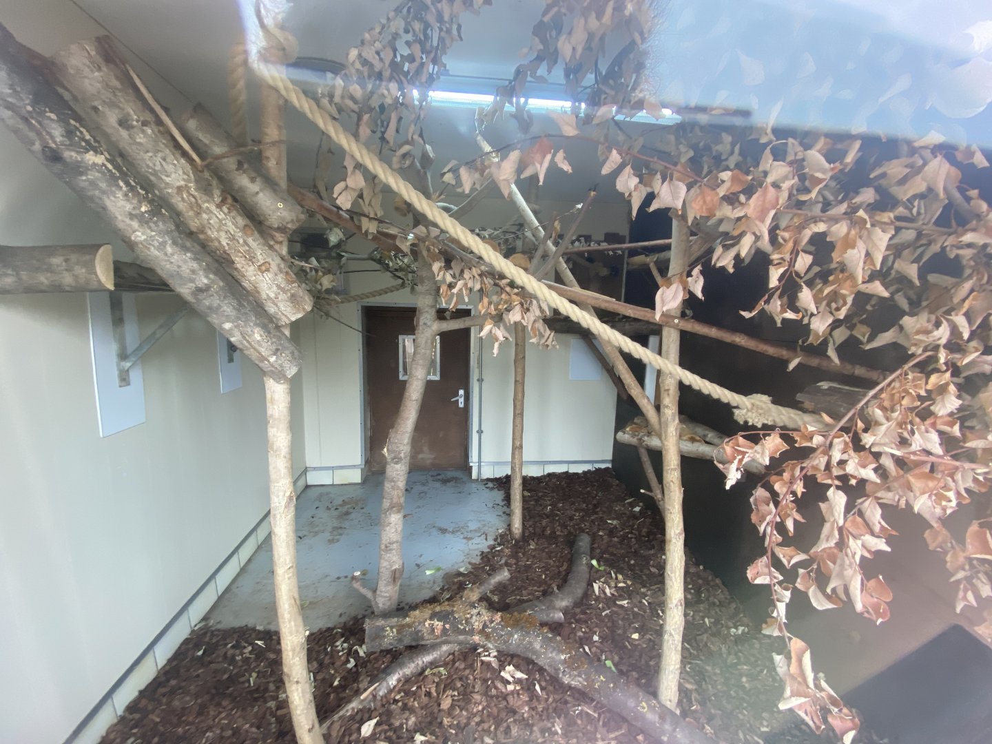 Indoor De Brazza’s monkey enclosure