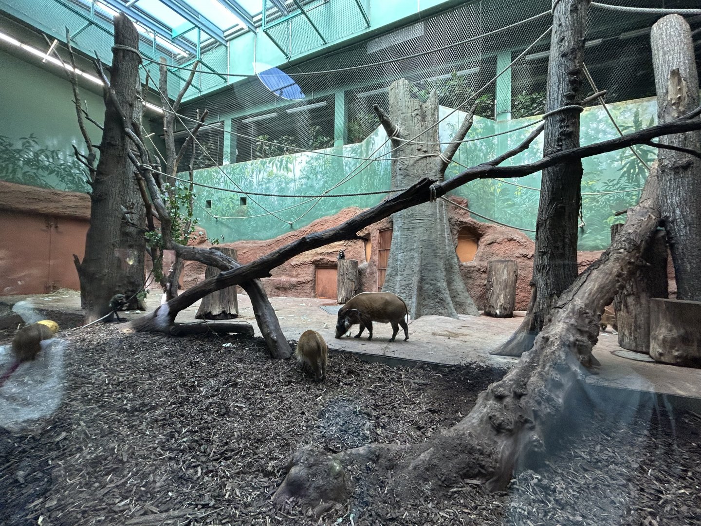 Indoor DeBrazza’s Monkey & Red River Hog Exhibit - Dja Reserve