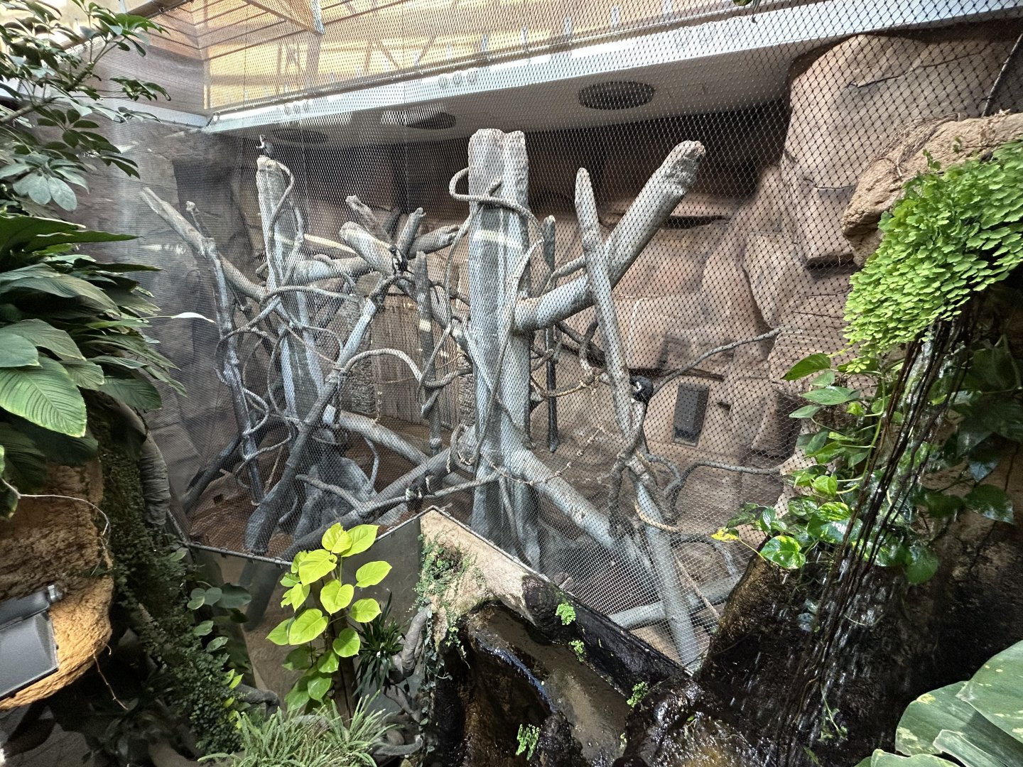 Indoor Diana Monkey Exhibit - House of Evolution