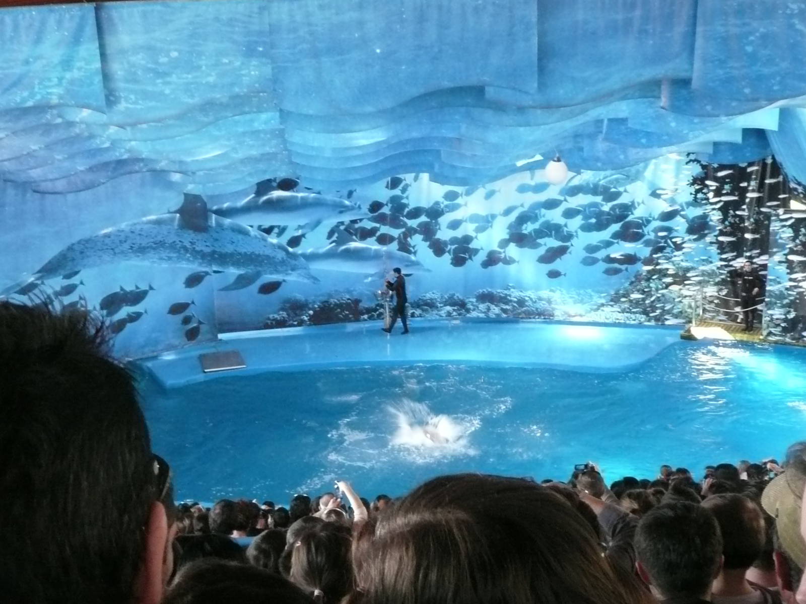 Indoor Dolphin Show