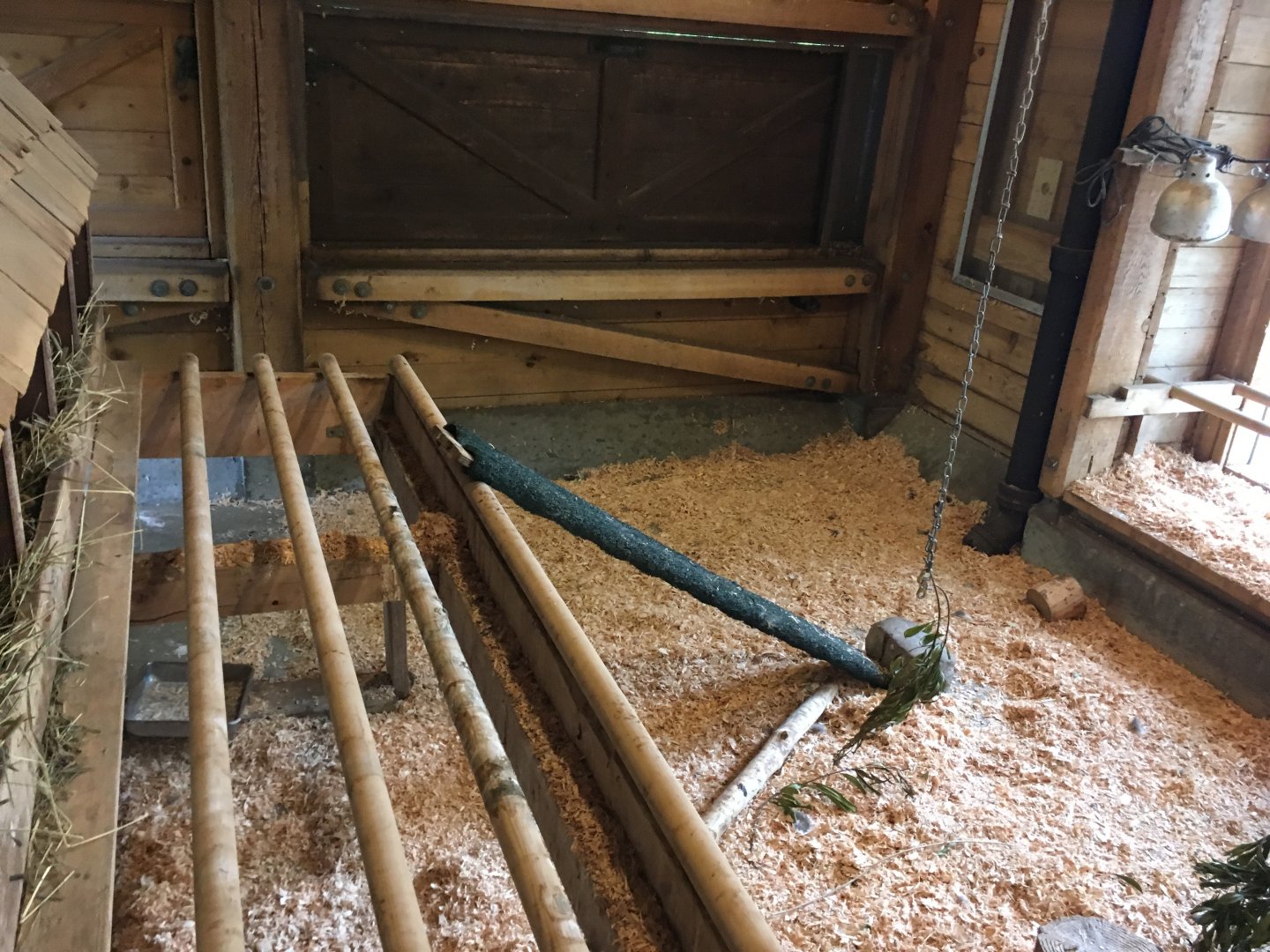 Indoor domestic chicken exhibit