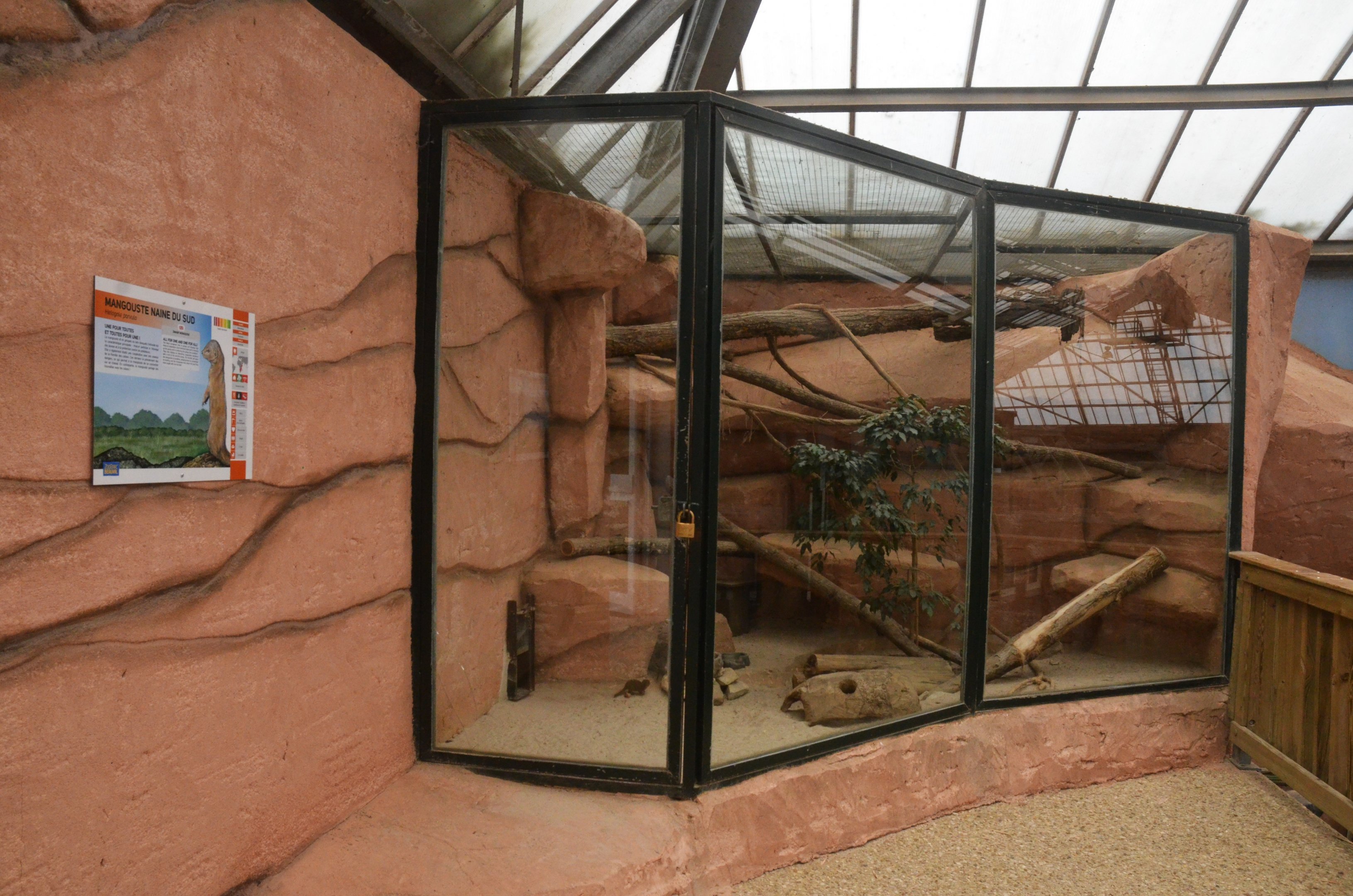 Indoor Dwarf Mongoose Enclosure at Beauval, 12/06/18