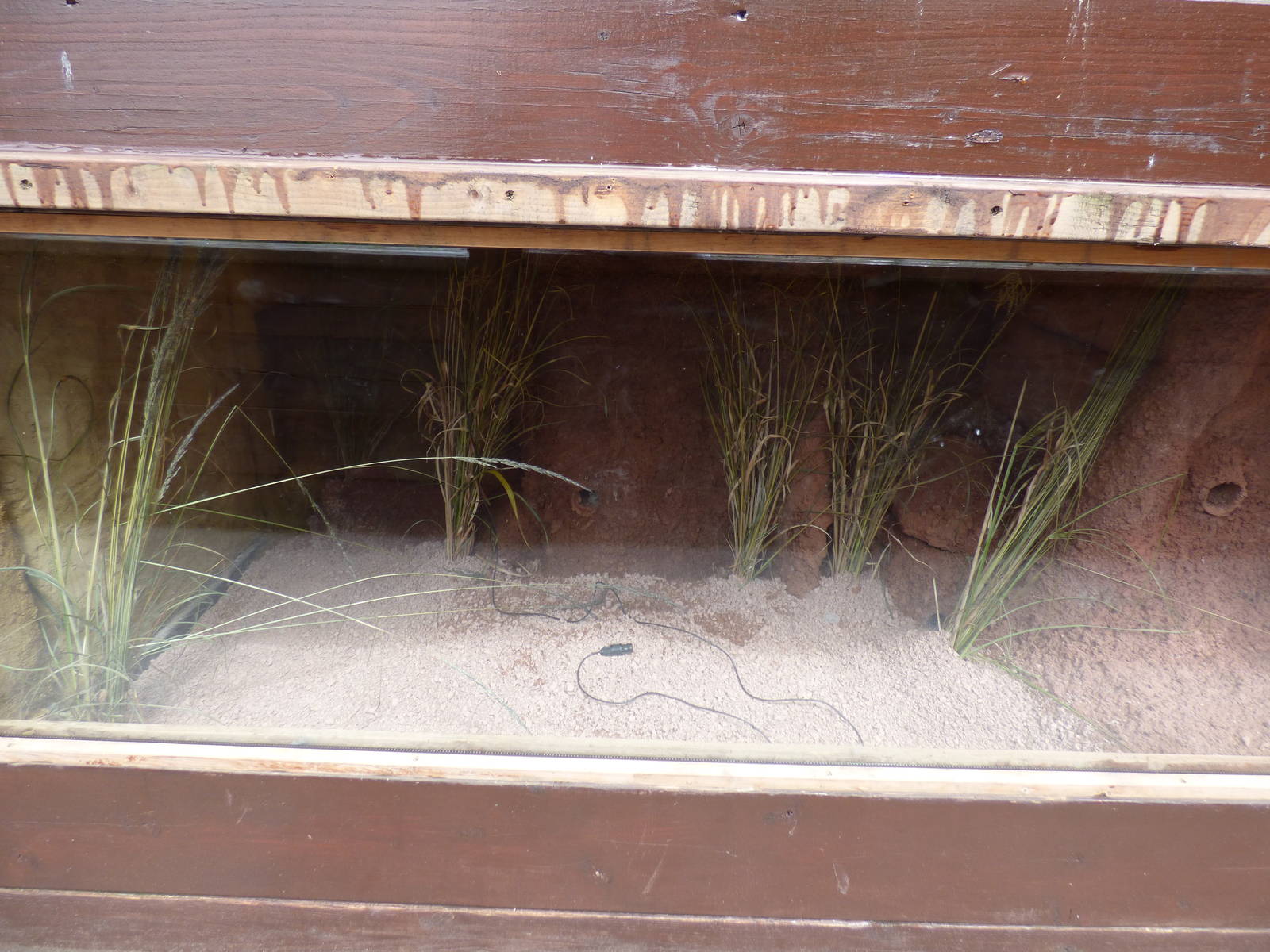 Indoor Dwarf Mongoose Enclosure