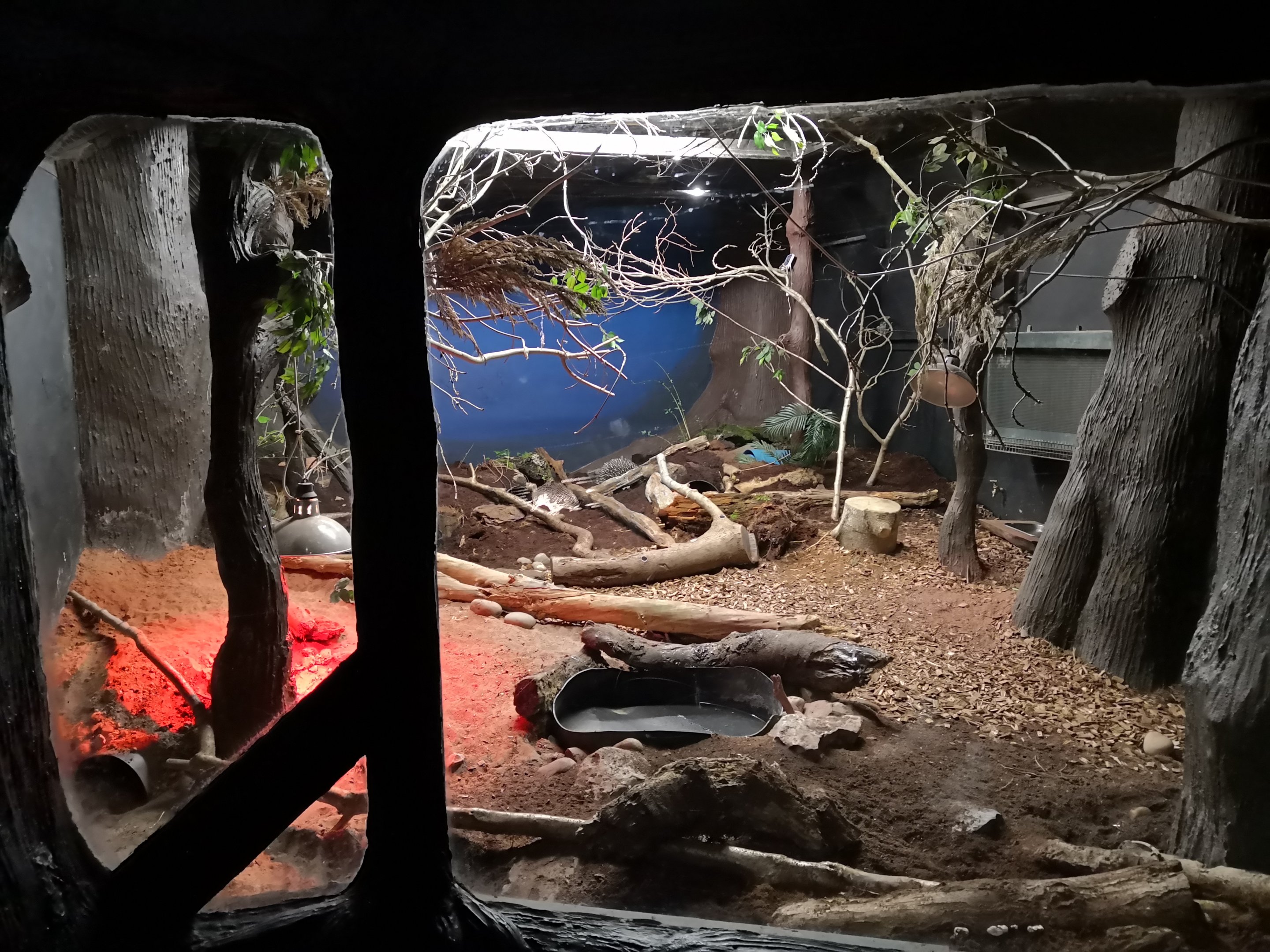Indoor Echidna Exhibit