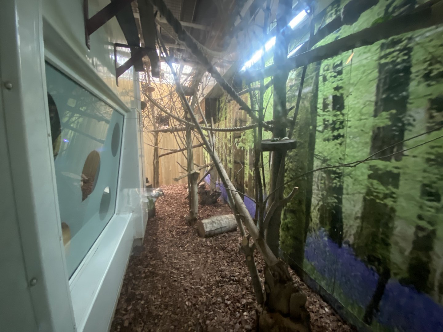 Indoor Emperor tamarin enclosure