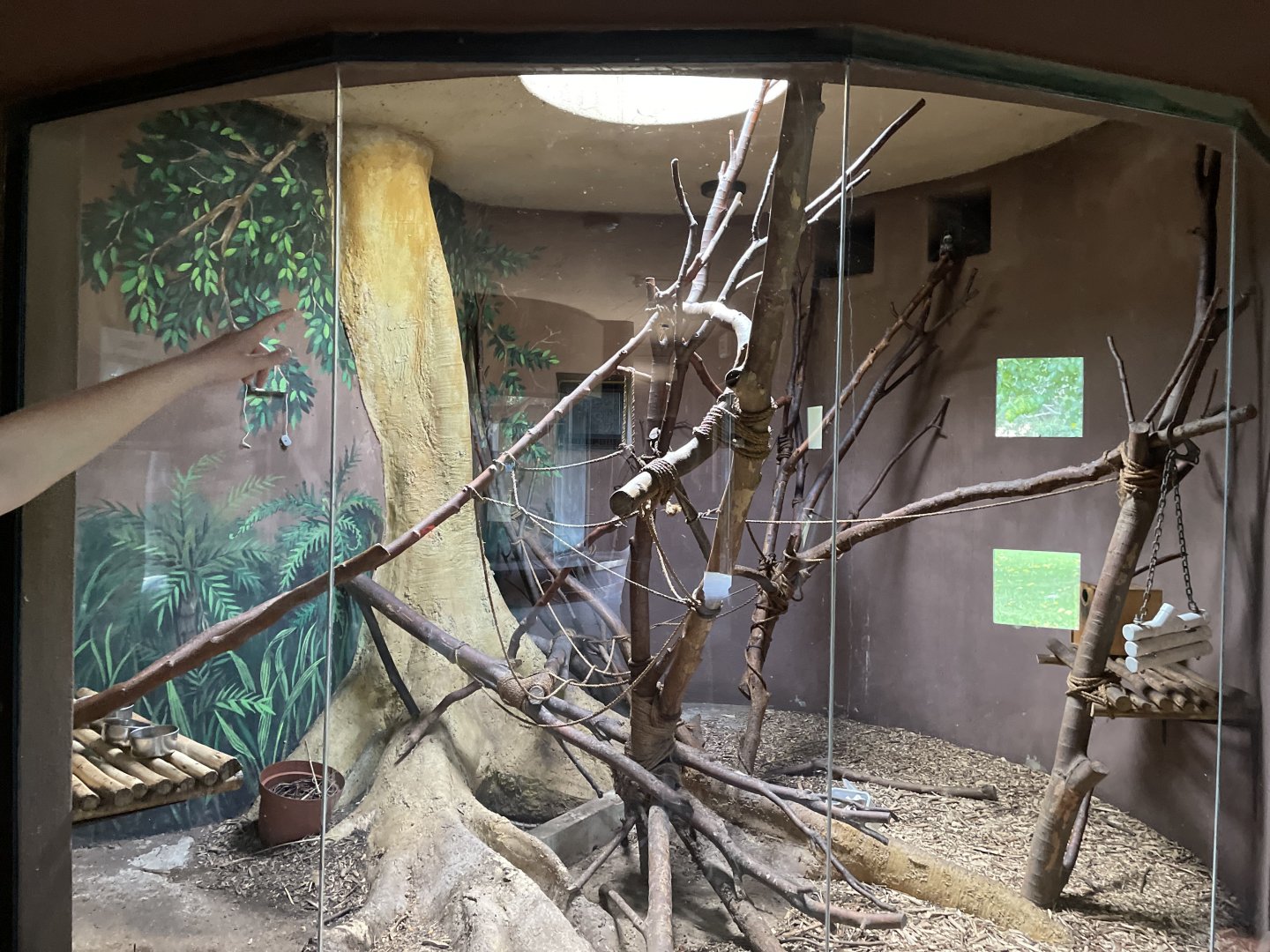 Indoor Emperor Tamarin Exhibit