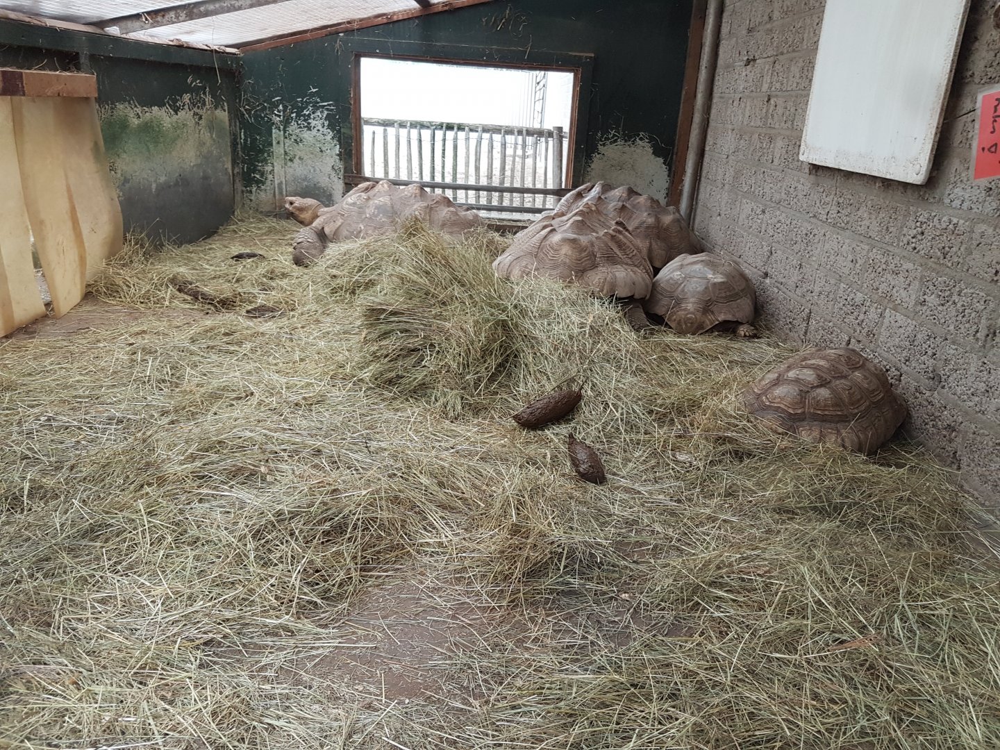 Indoor-enclosure African spurred tortoise