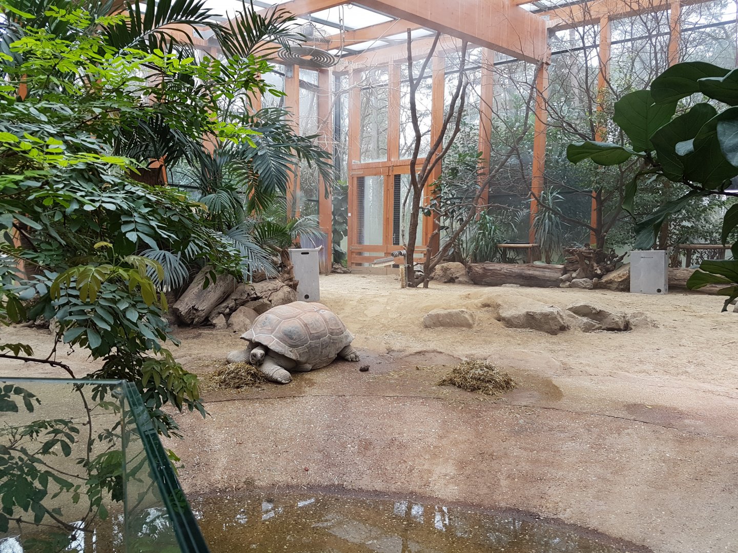 Indoor-enclosure Aldabra giant tortoise