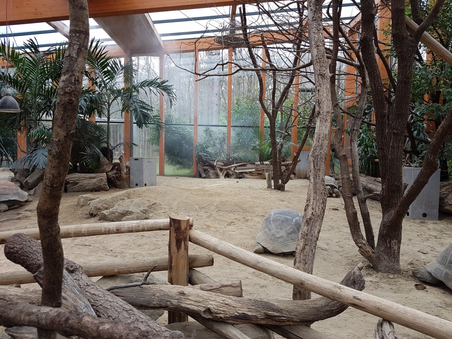 Indoor-enclosure Aldabra giant tortoise