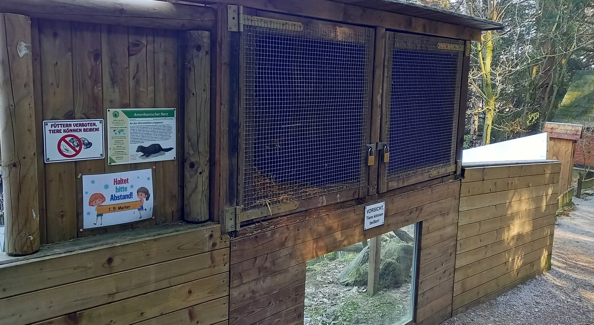 Indoor-enclosure American mink