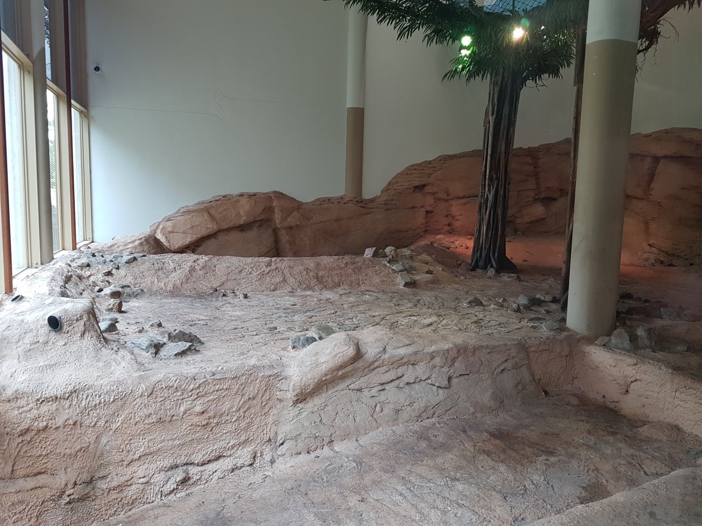 Indoor-enclosure Asian lion