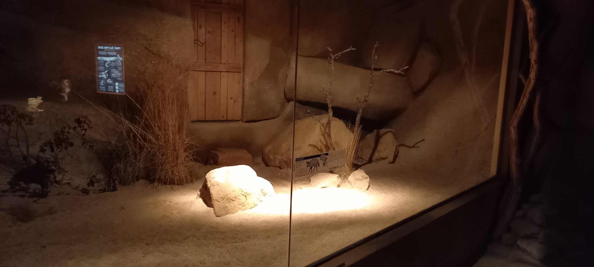 Indoor-enclosure Bat-eared fox