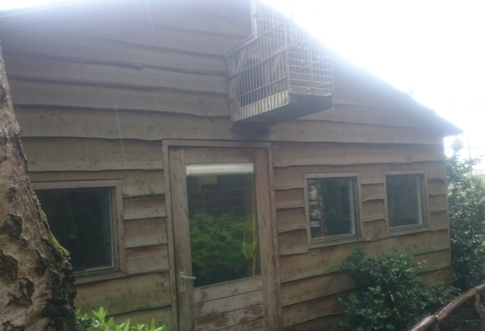 Indoor-enclosure Black howler-monkey