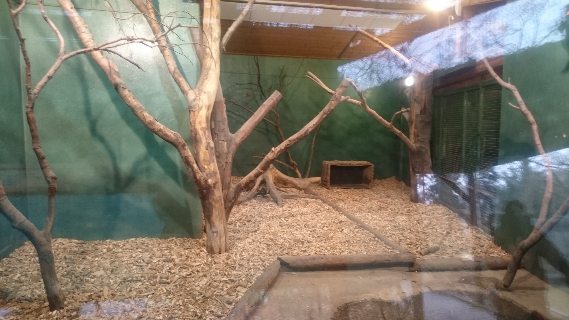 Indoor-enclosure Bush-dog