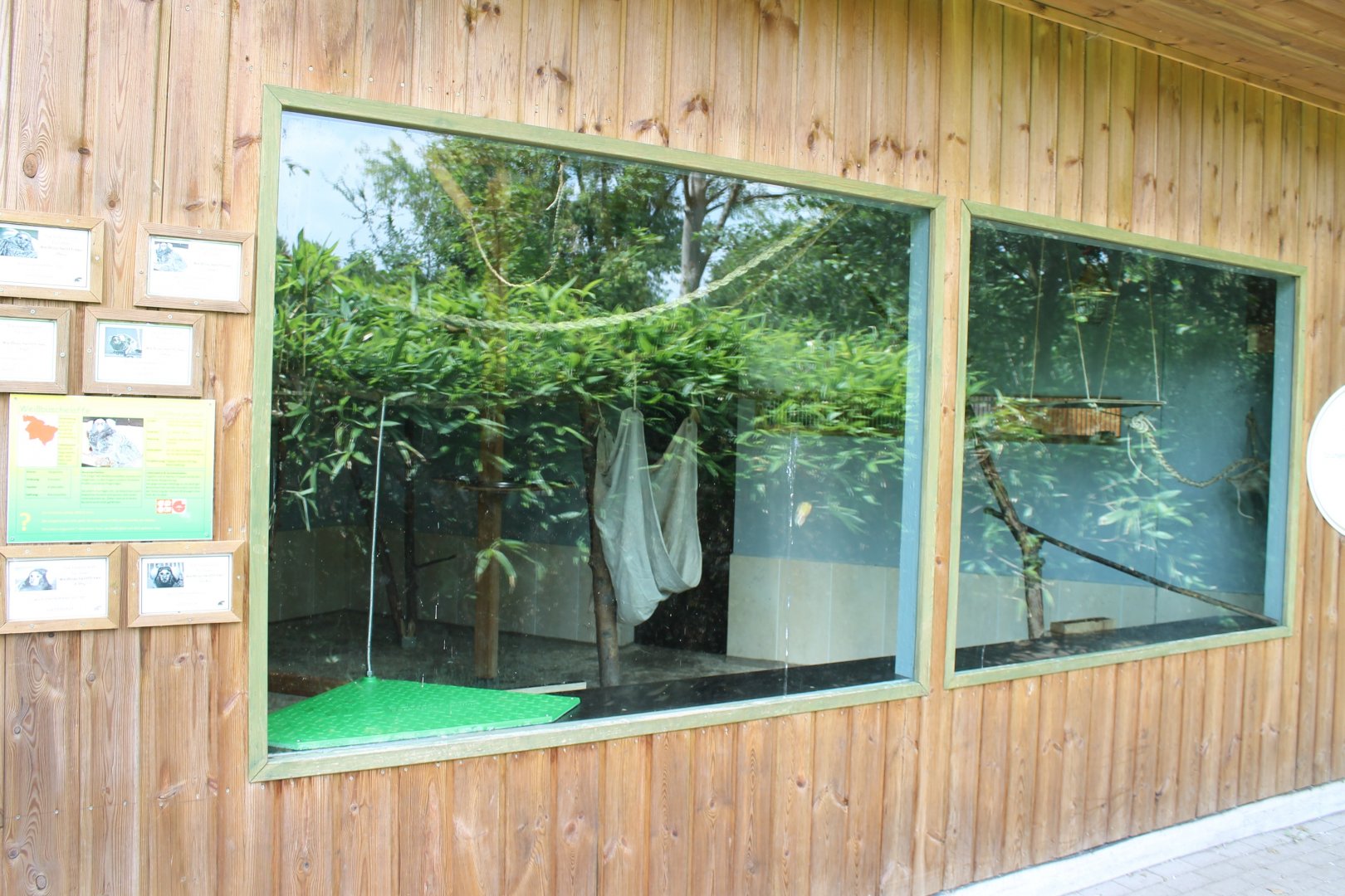 Indoor enclosure Common marmoset