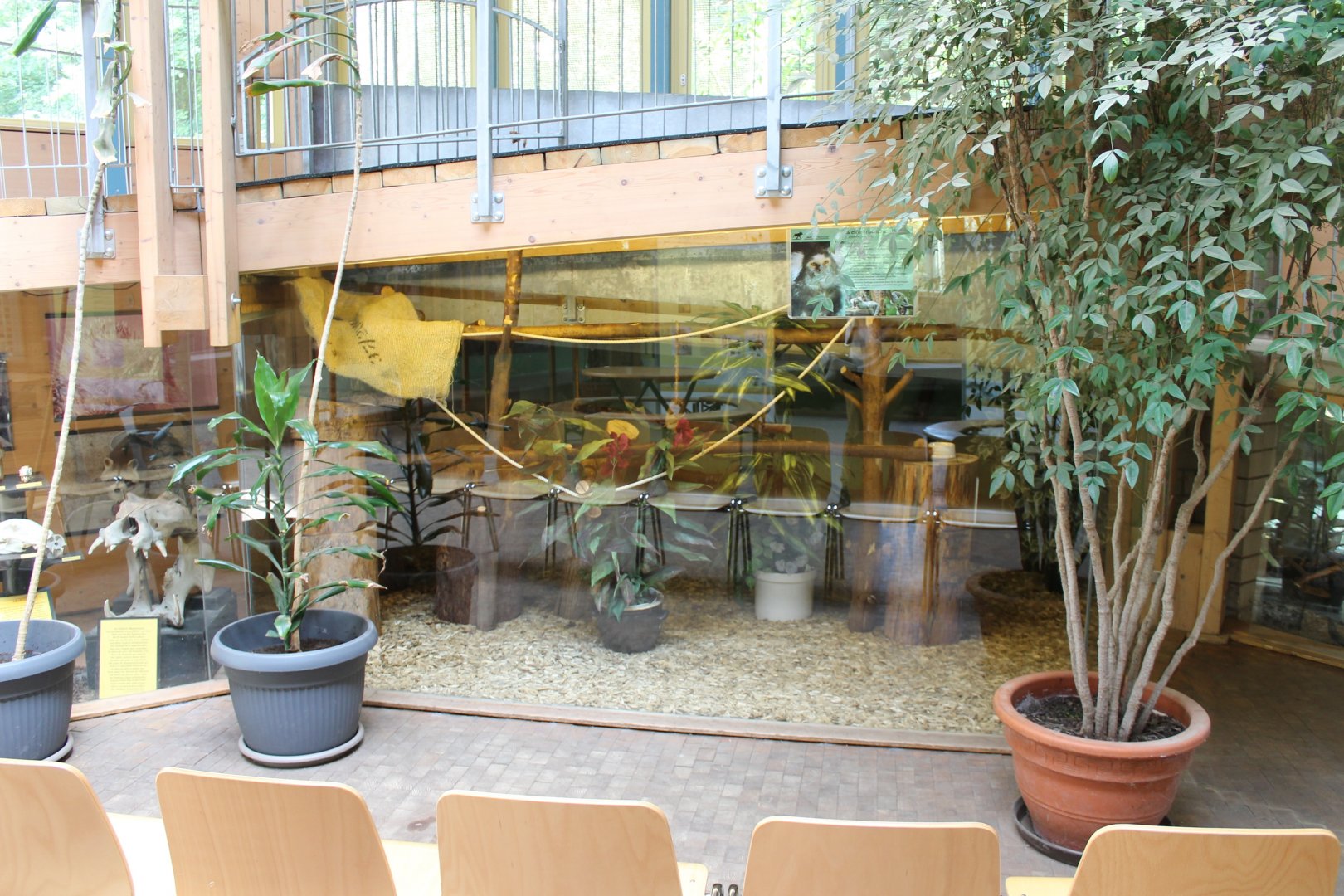 Indoor-enclosure Common marmoset